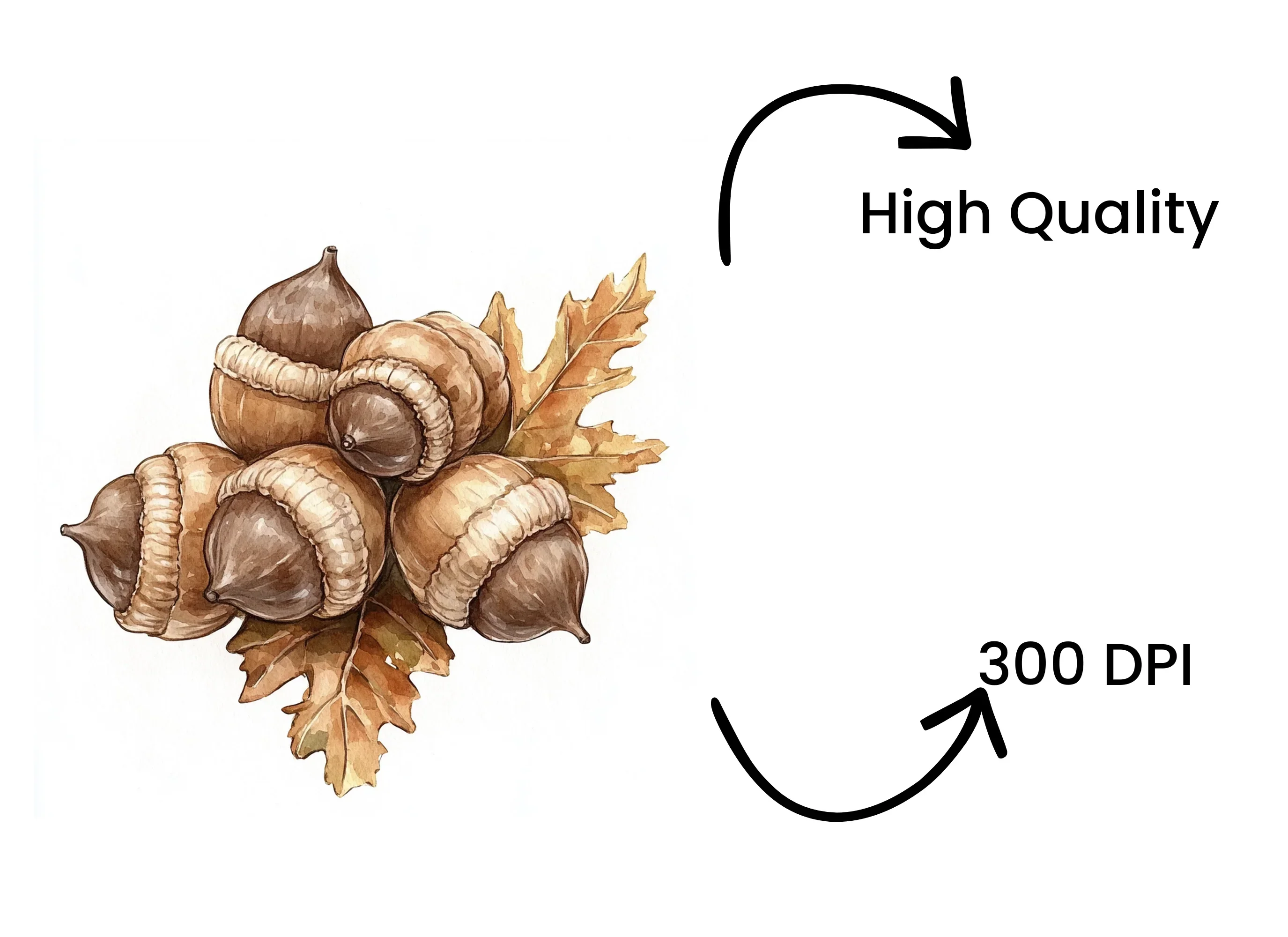 Acorn Oak Leaf Clipart Bundle - Image 4