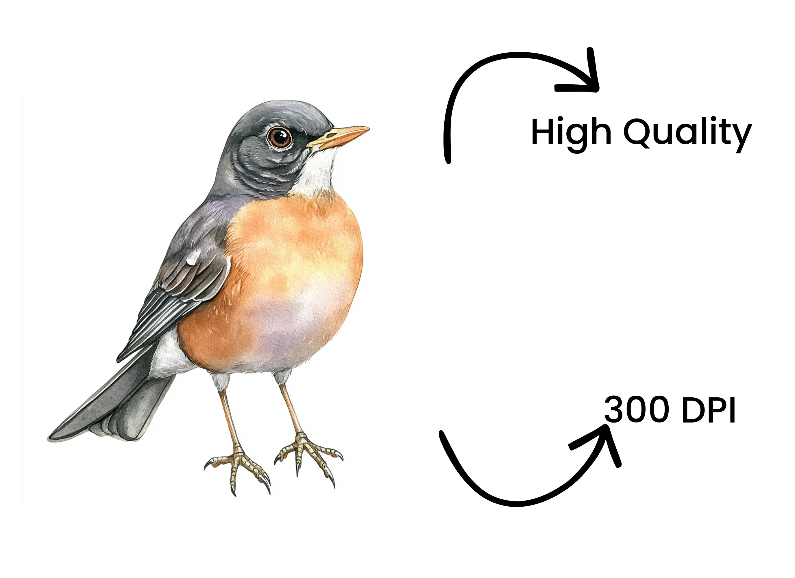 American Robin Bird Clipart Bundle - Image 4