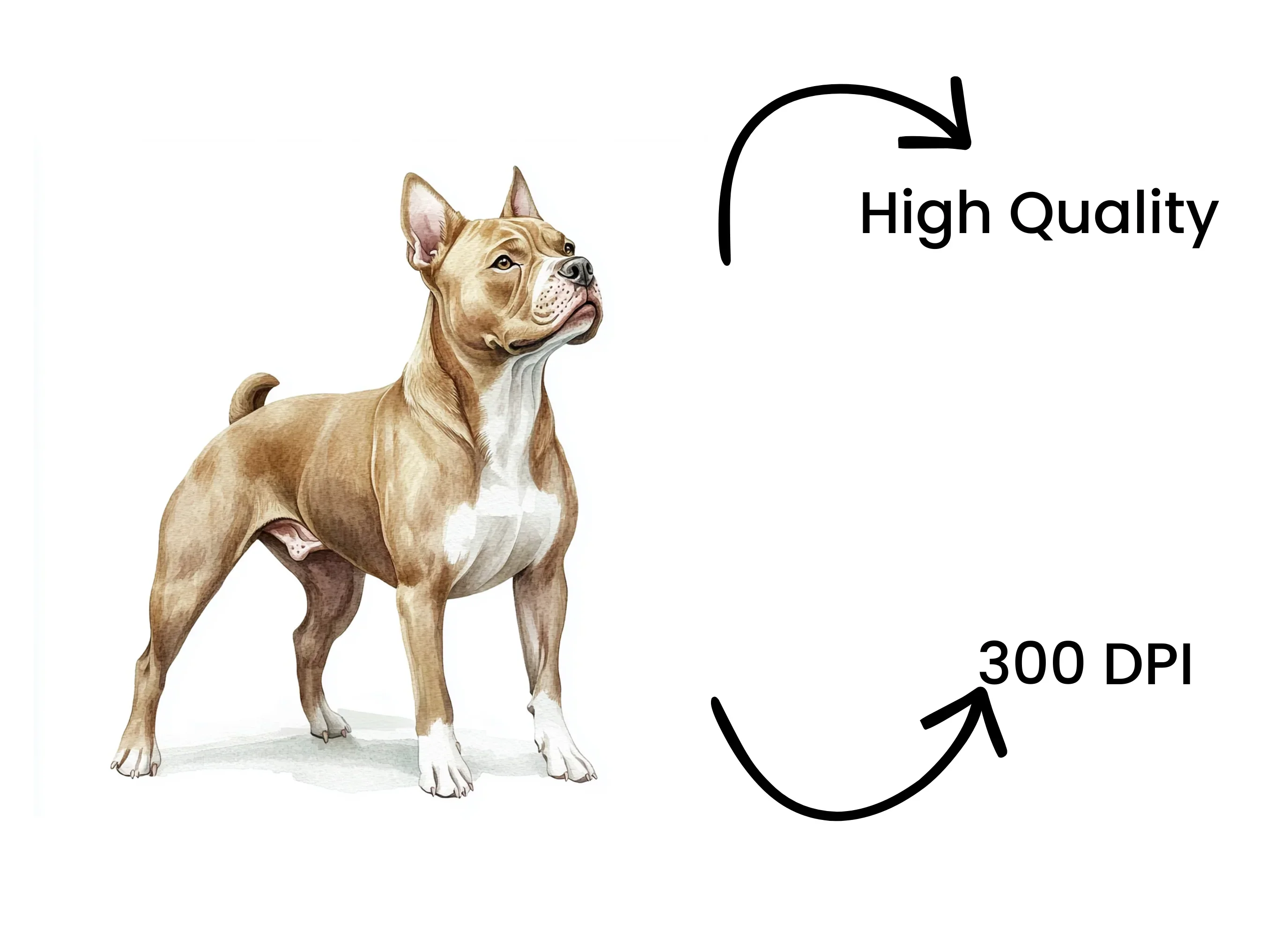 American Staffordshire Terrier Clipart Bundle - Image 4