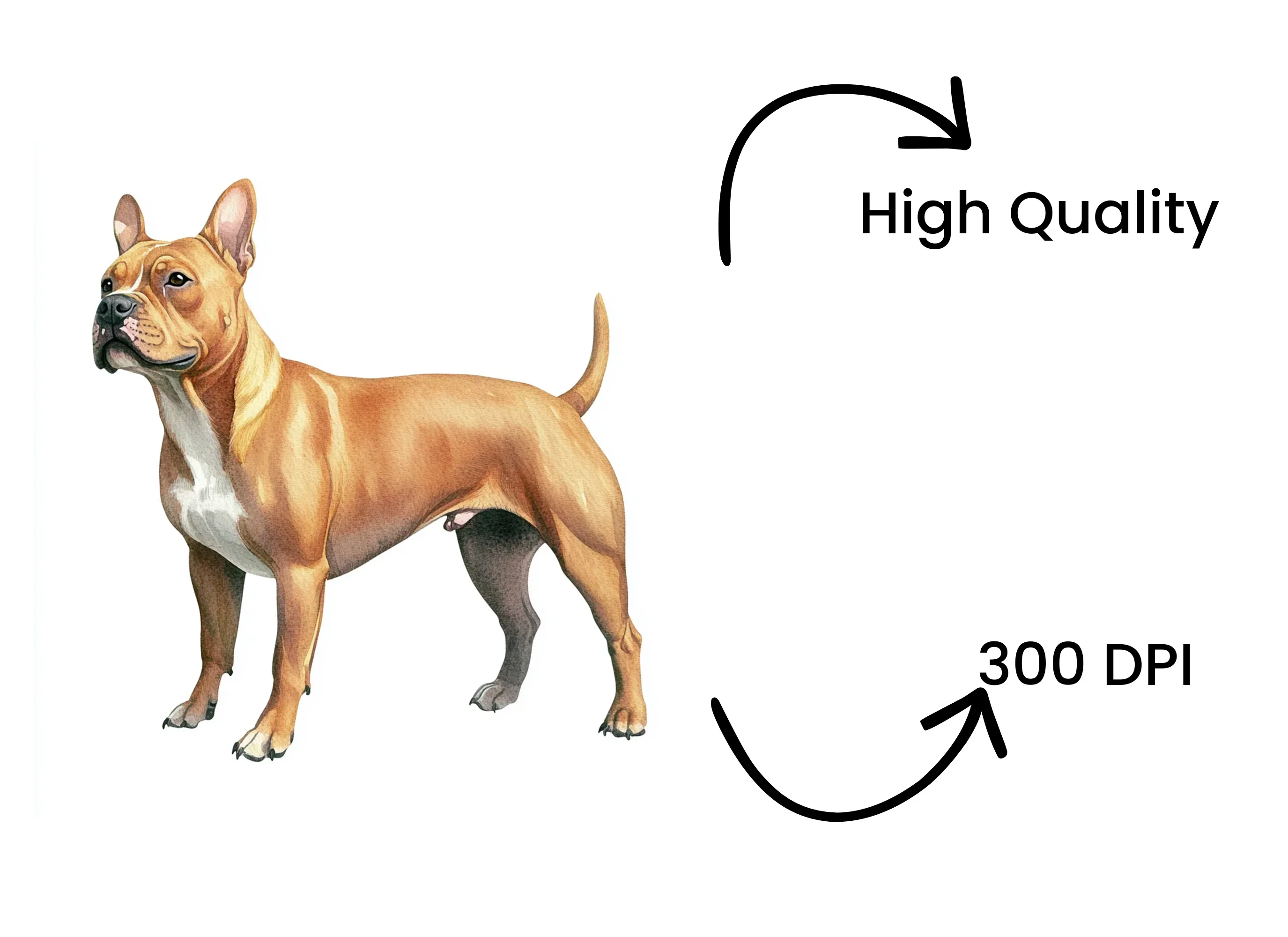 American Staffordshire Terrier Clipart Bundle - Image 4