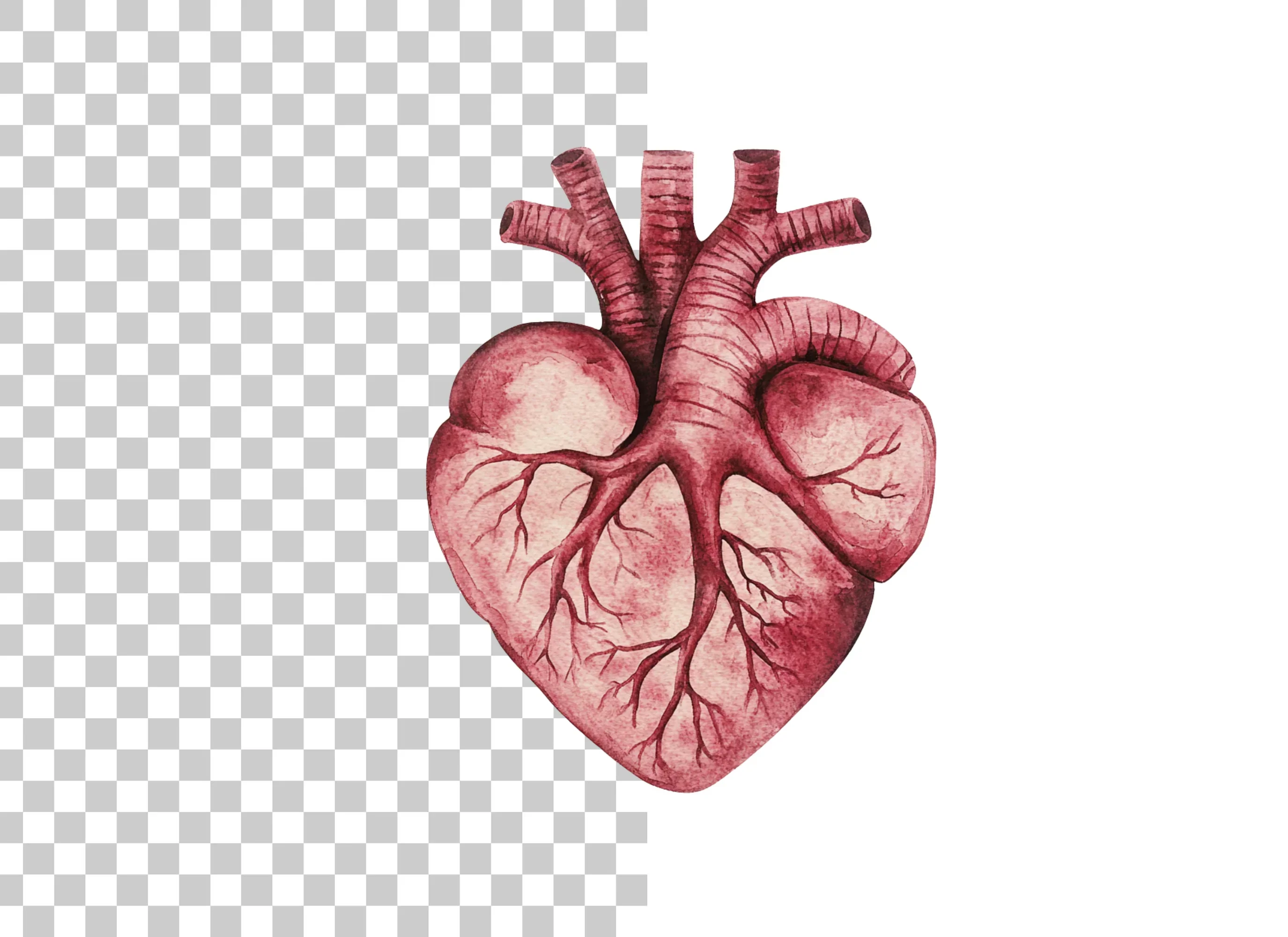 Anatomical Heart Clipart Bundle - Image 6