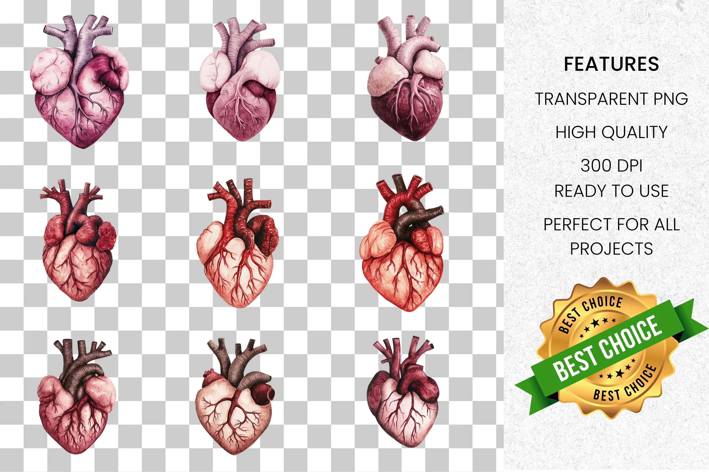 Anatomical Heart Organ Clipart Bundle - Image 2