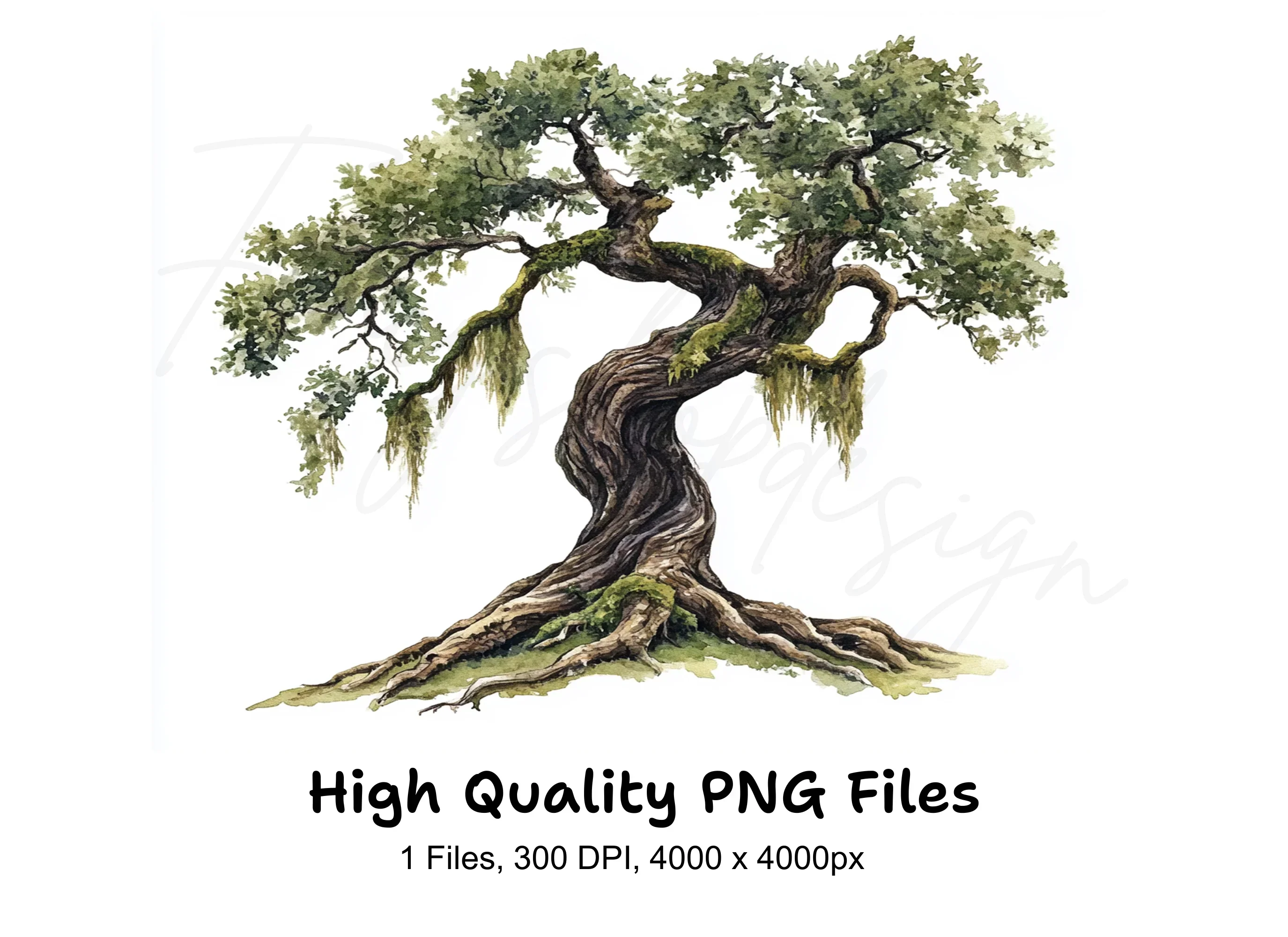 Ancient Oak Tree Clipart Bundle