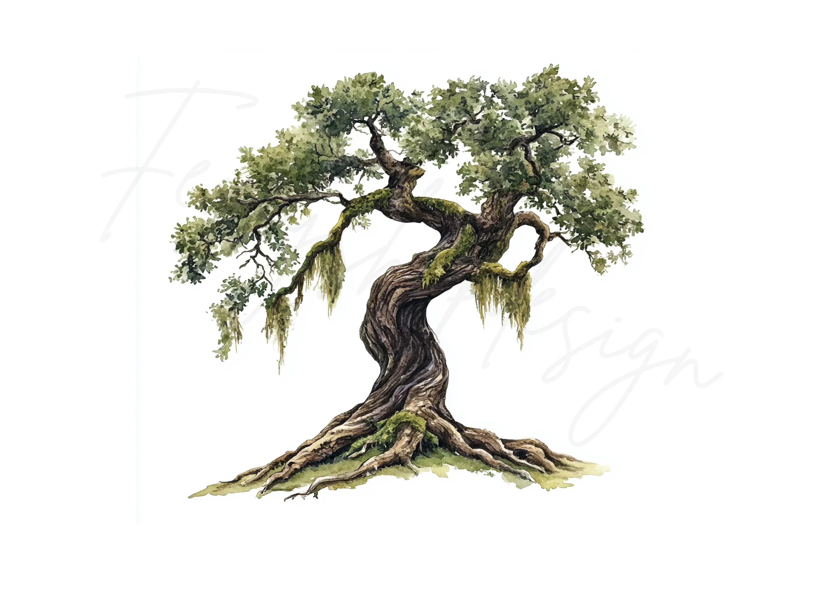Ancient Oak Tree Clipart Bundle - Image 3