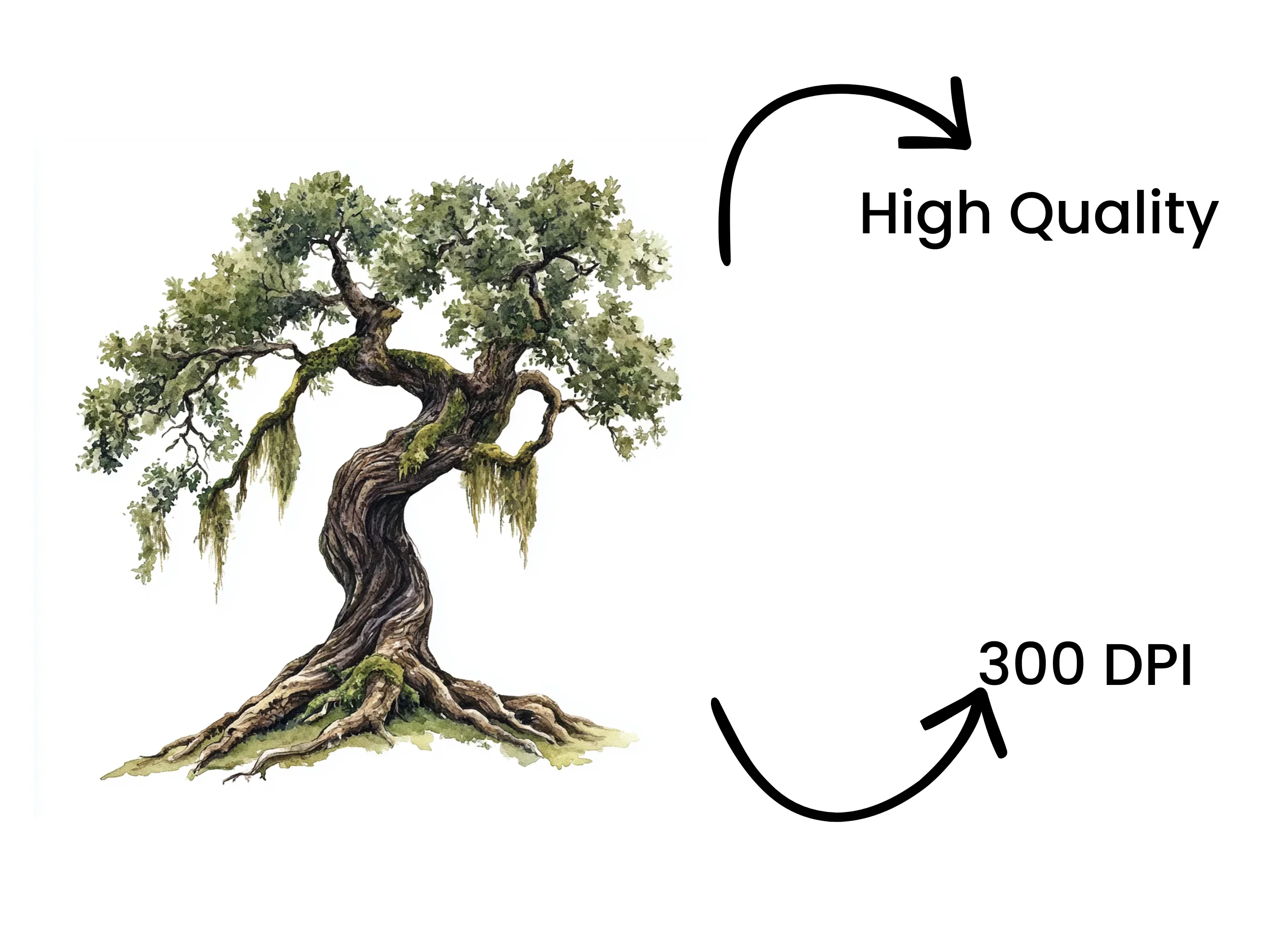 Ancient Oak Tree Clipart Bundle - Image 4
