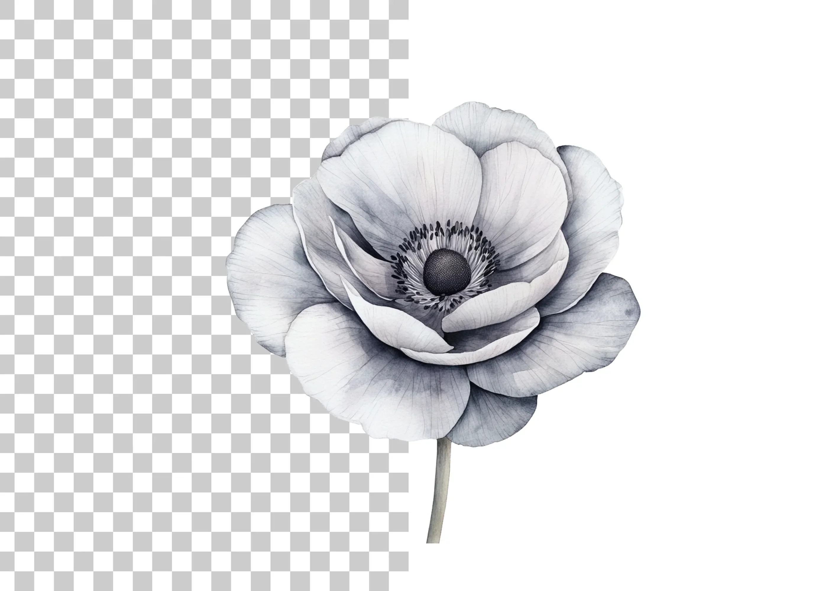 Anemone Clipart Bundle - Image 2
