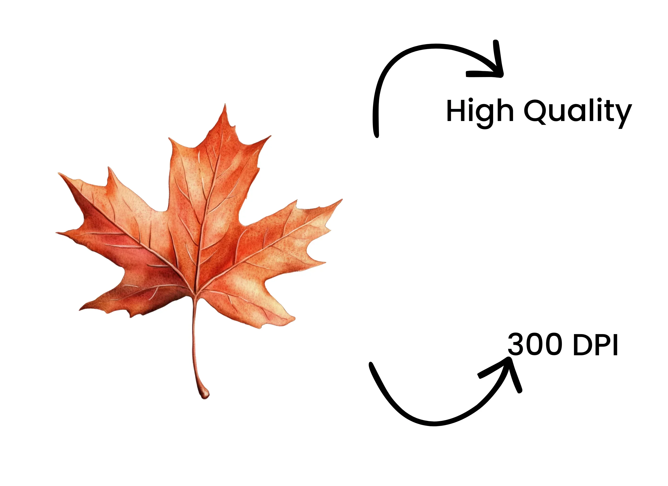 Autumn Maple Leaves Clipart Bundle - Image 4