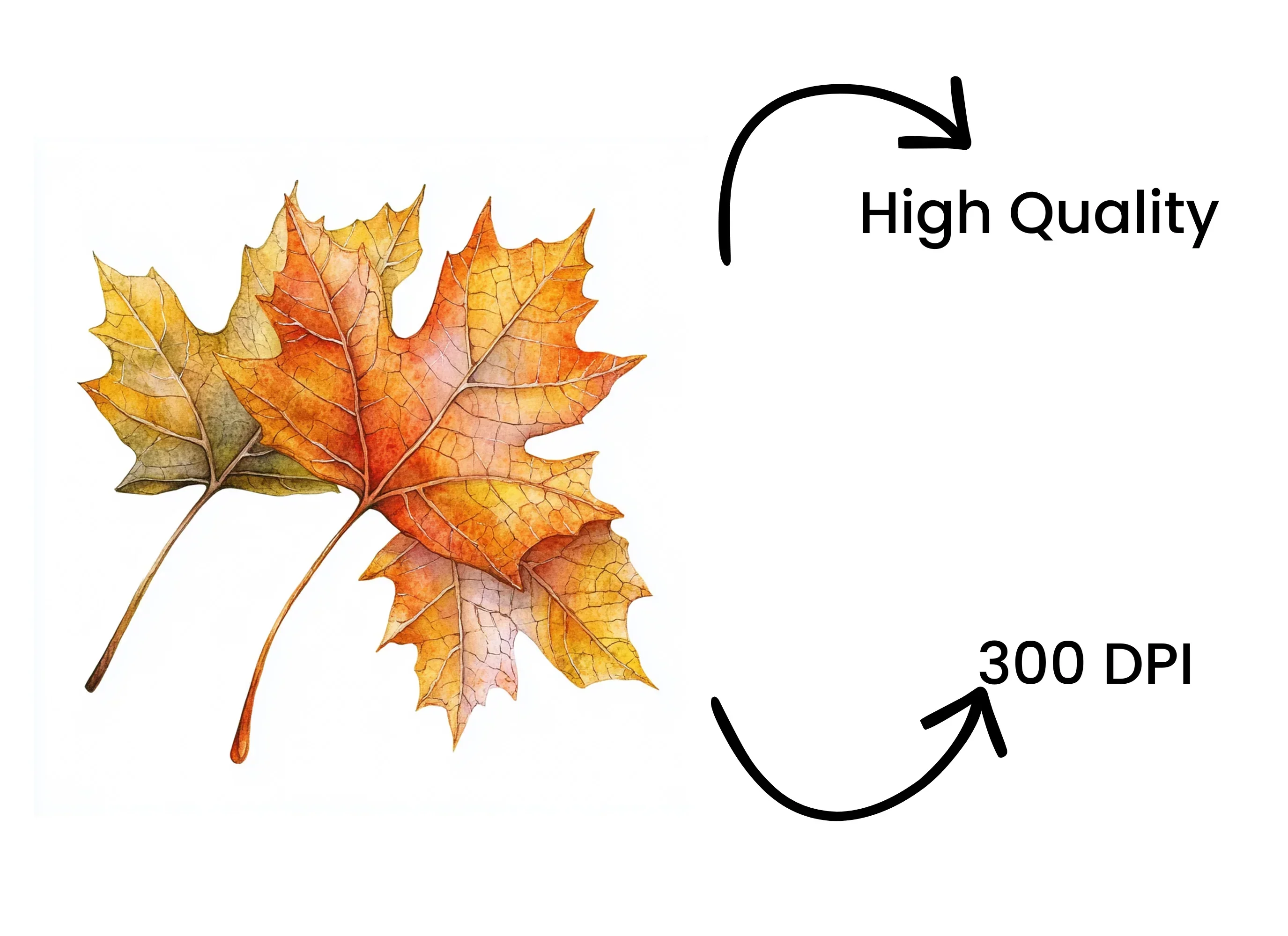 Autumn Maple Leaves Clipart Bundle - Image 4