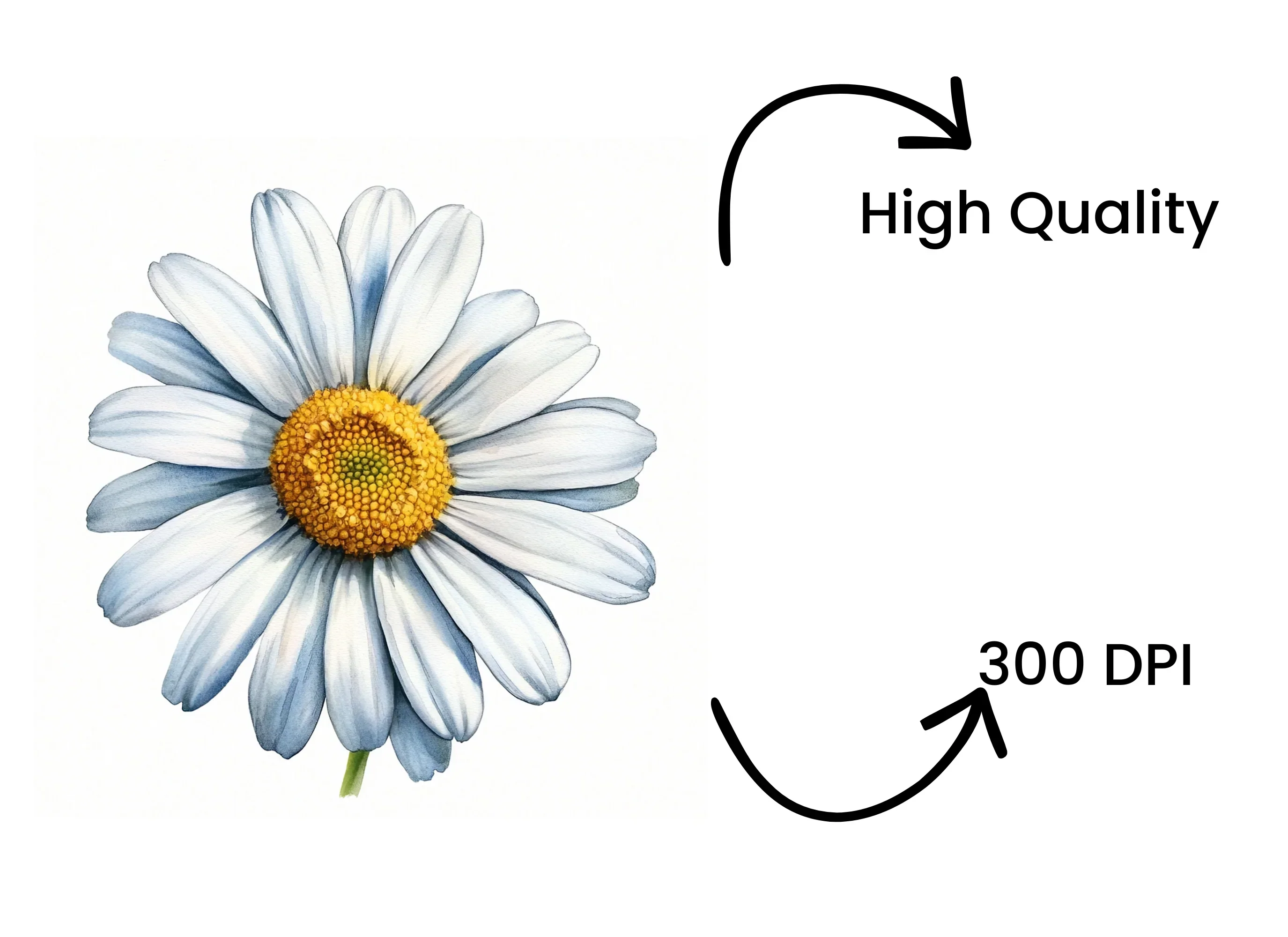 Beautiful Daisy Flower Clipart Bundle - Image 4