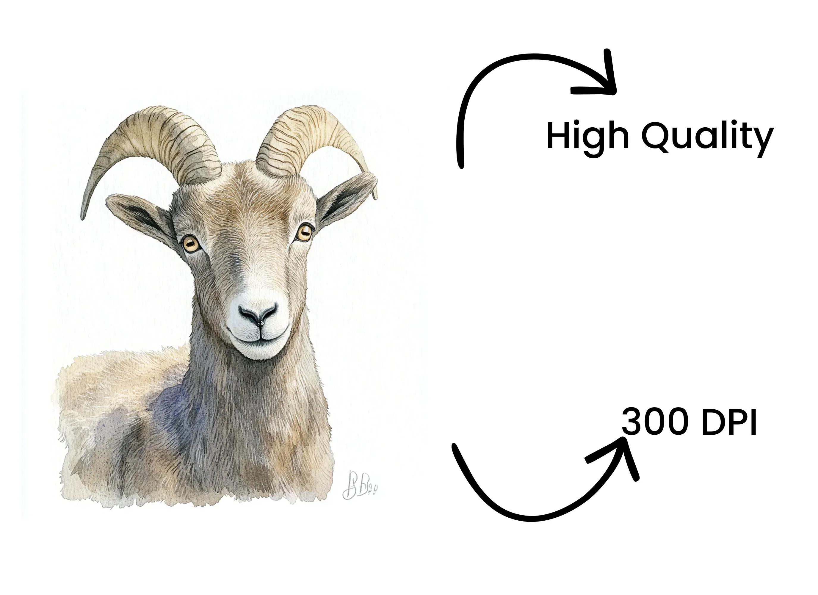 Bighorn Sheep Portrait Clipart Bundle - Image 4