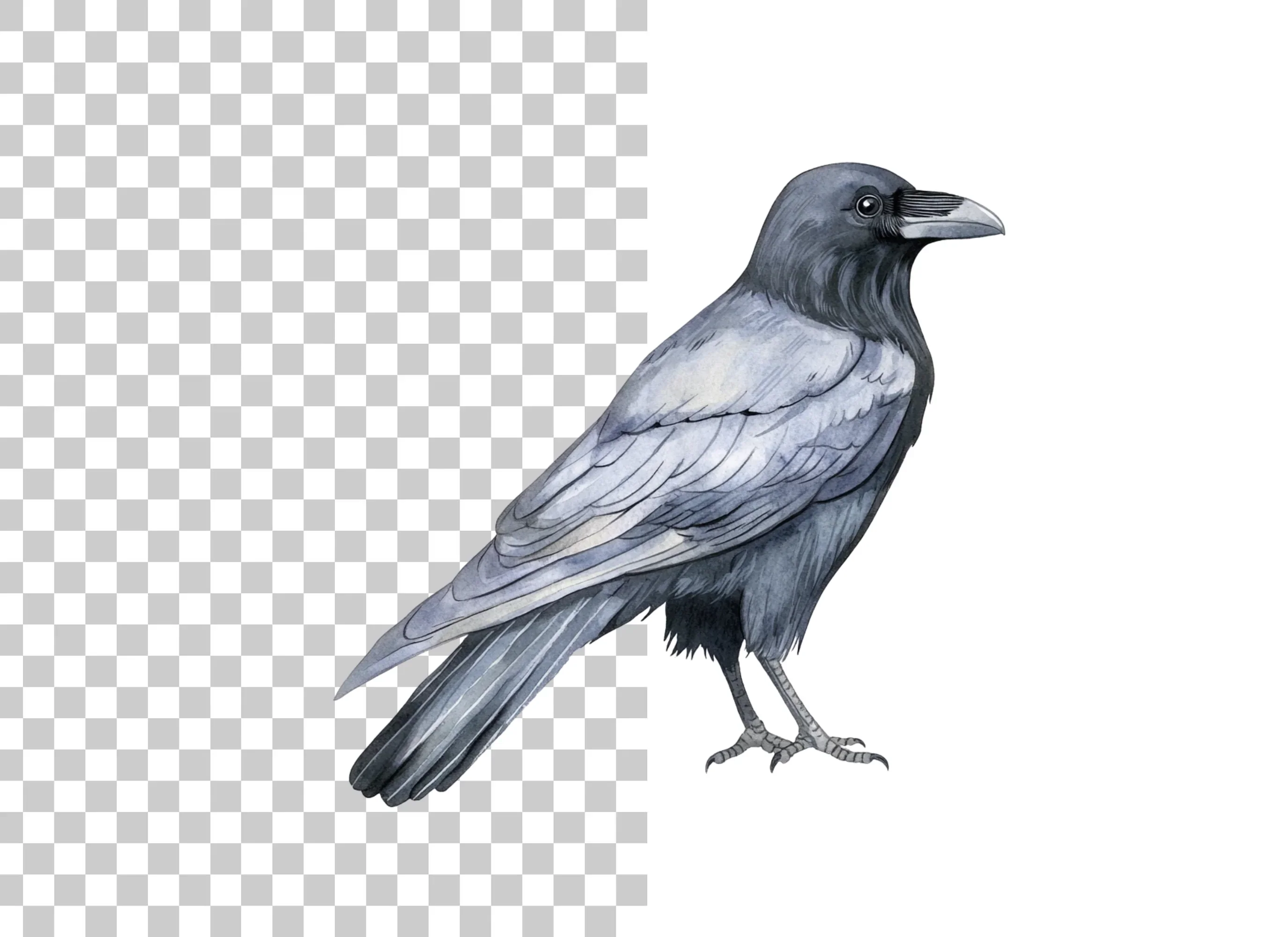 Black Crow Clipart Bundle - Image 5