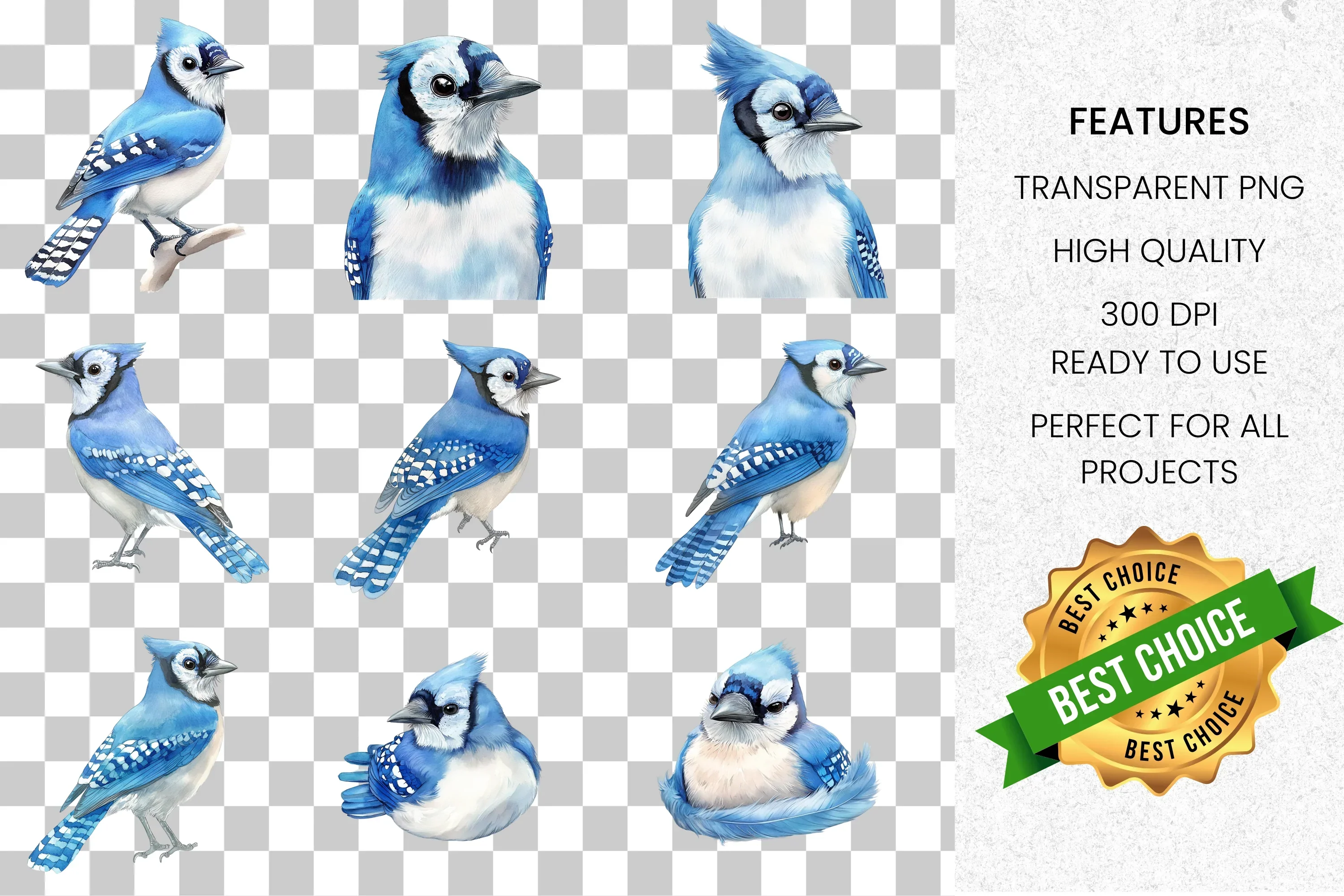 Blue Jay Bird Clipart Bundle - Image 2