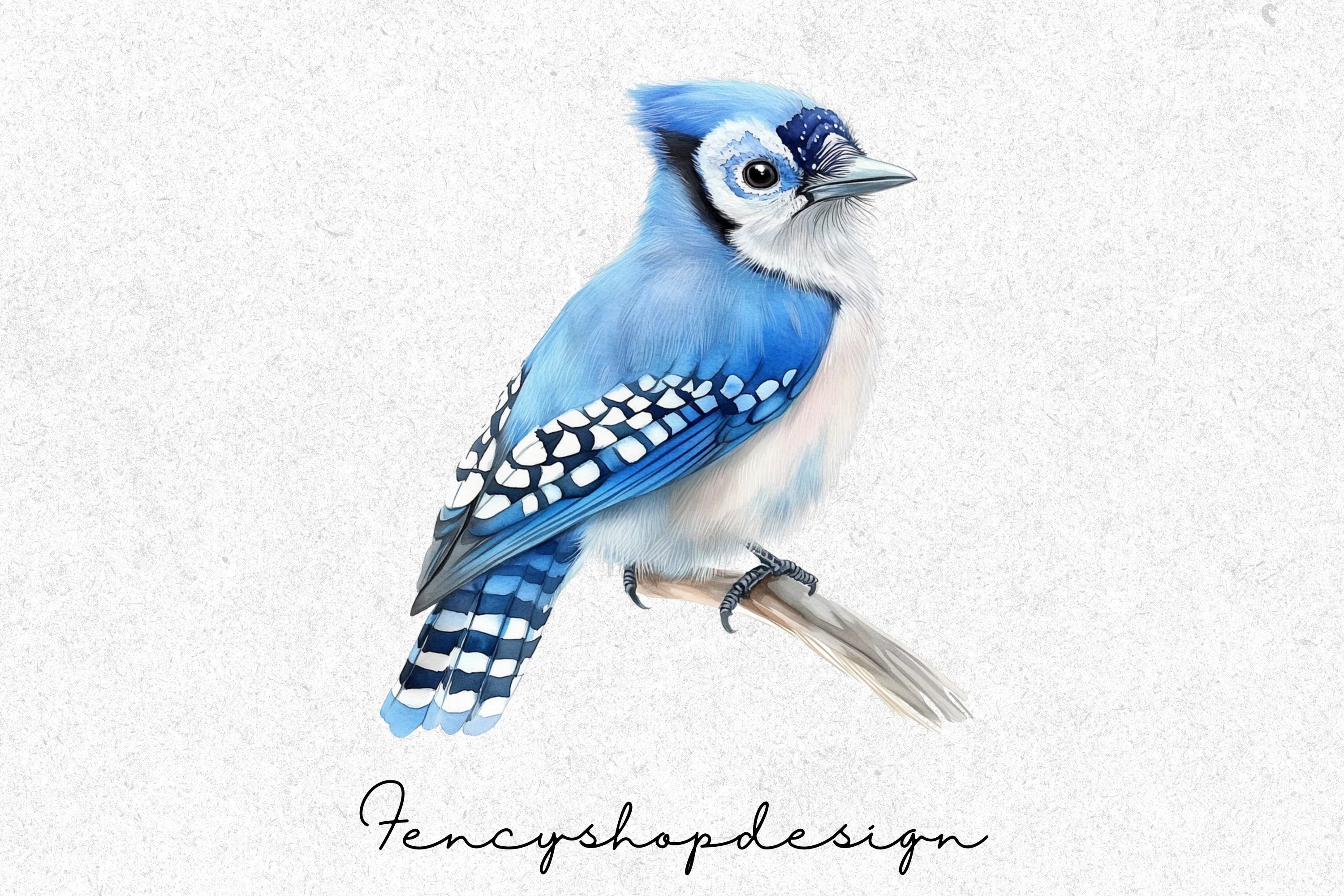 Blue Jay Bird Clipart Bundle - Image 4