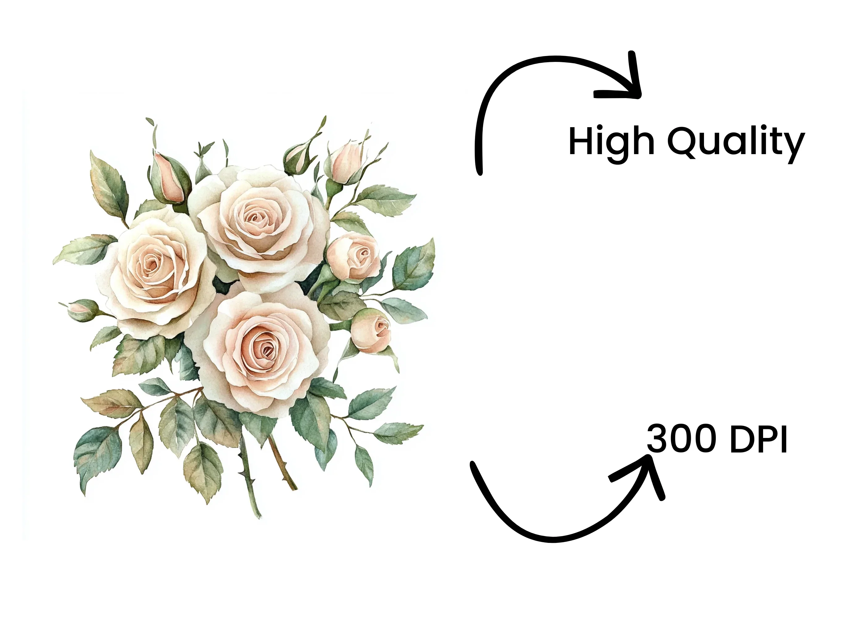Blush Pink Rose Clipart Bundle - Image 4