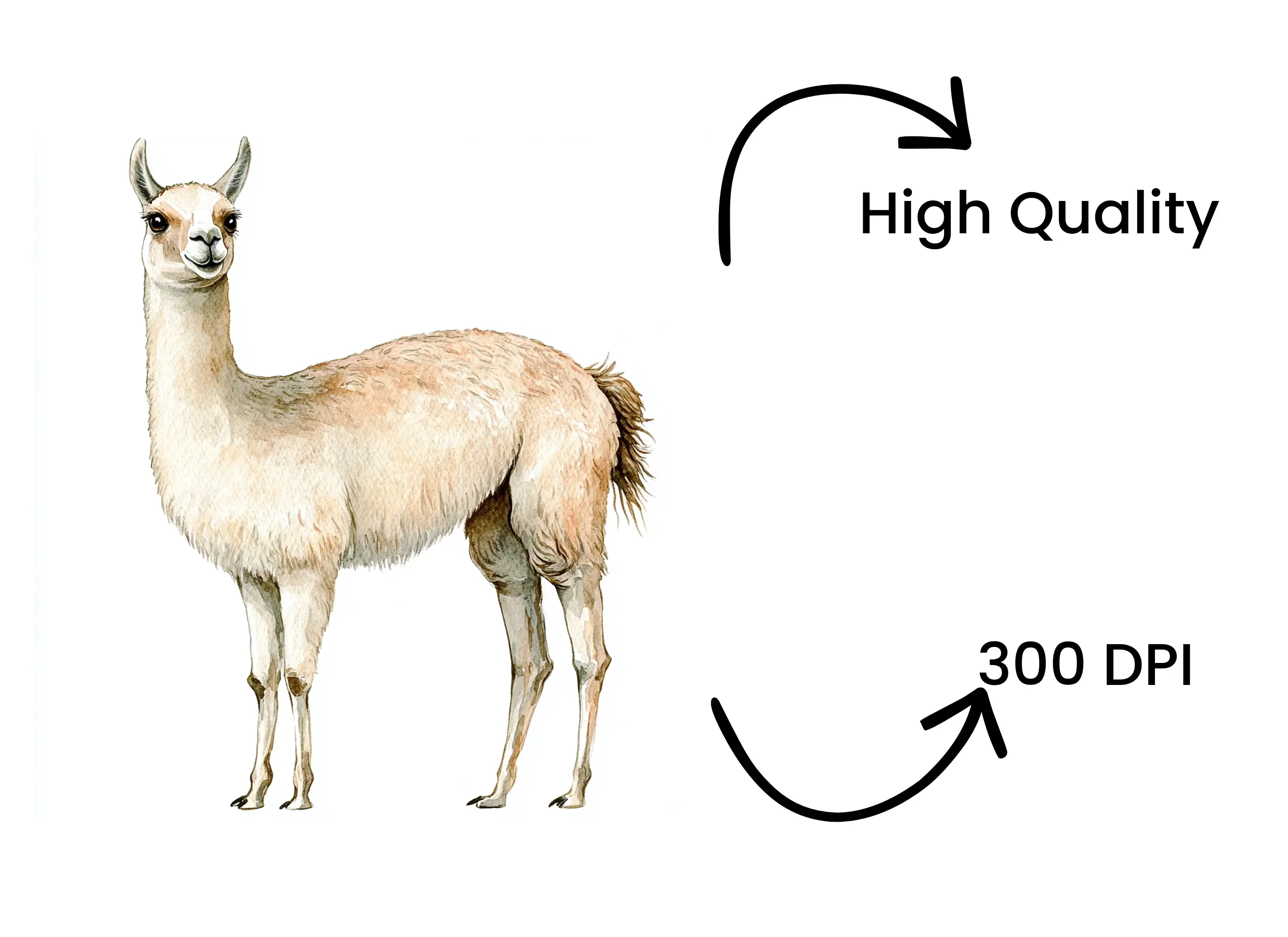 Body Llama Clipart Bundle - Image 4