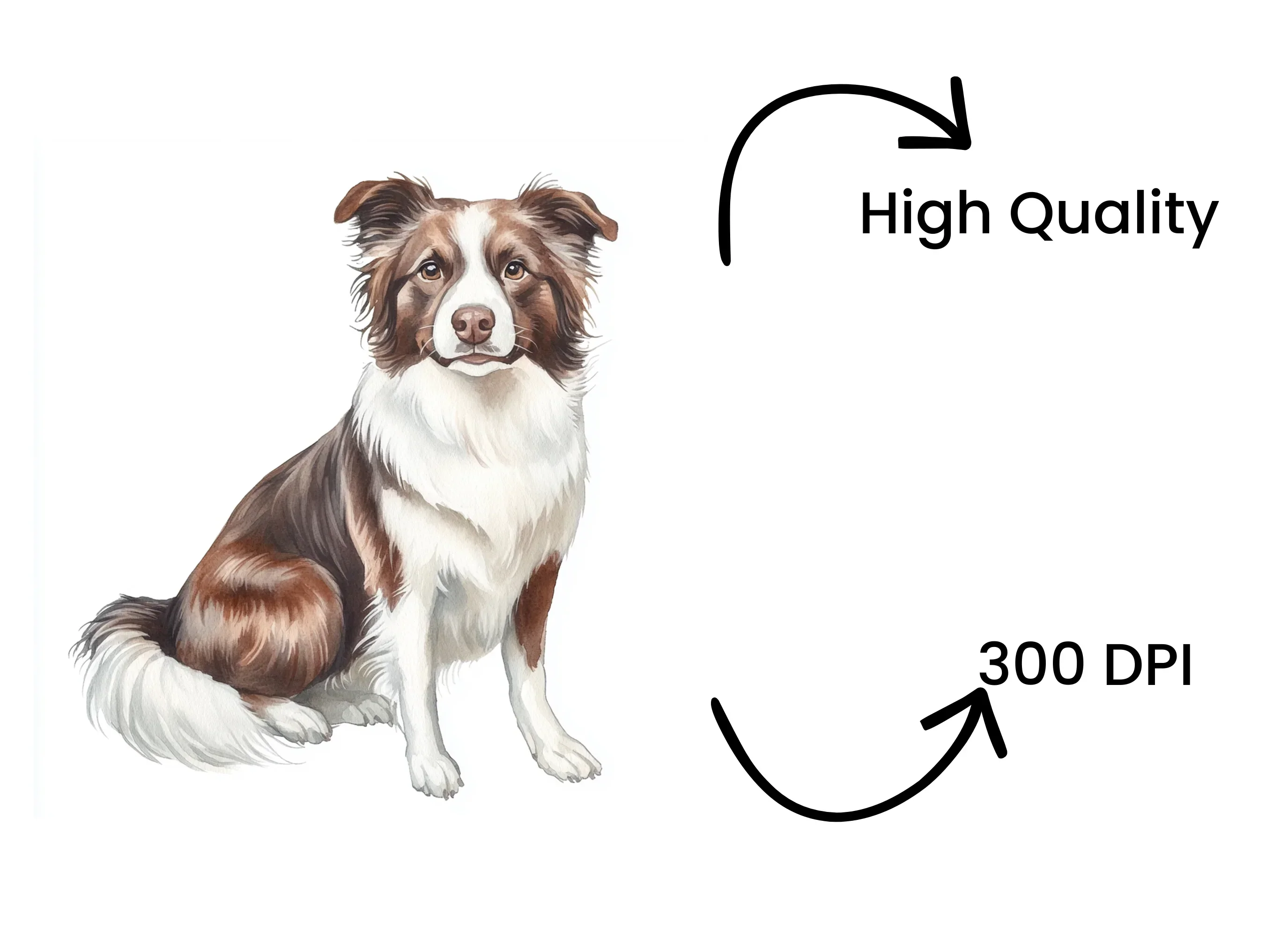 Border Collie Dog Illustration Clipart Bundle - Image 4