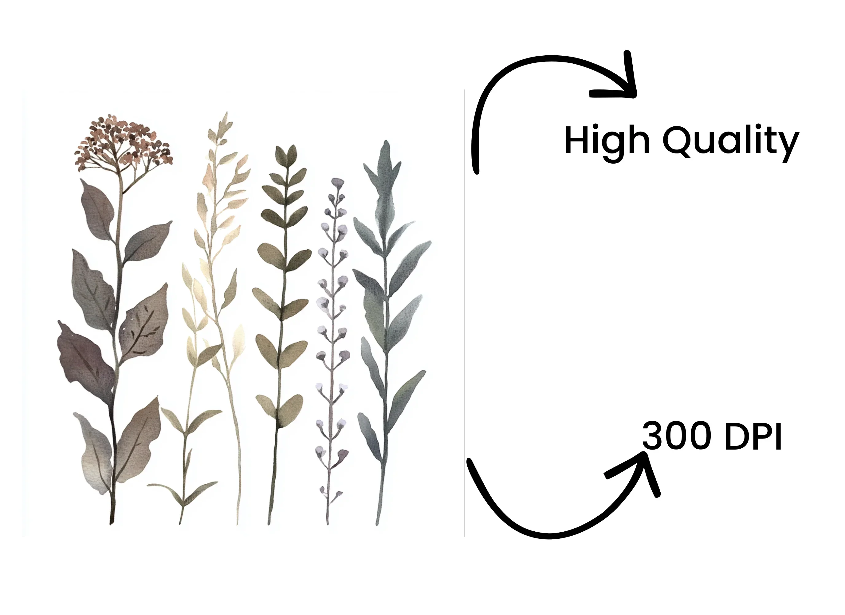 Botanical Clipart Bundle - Image 4