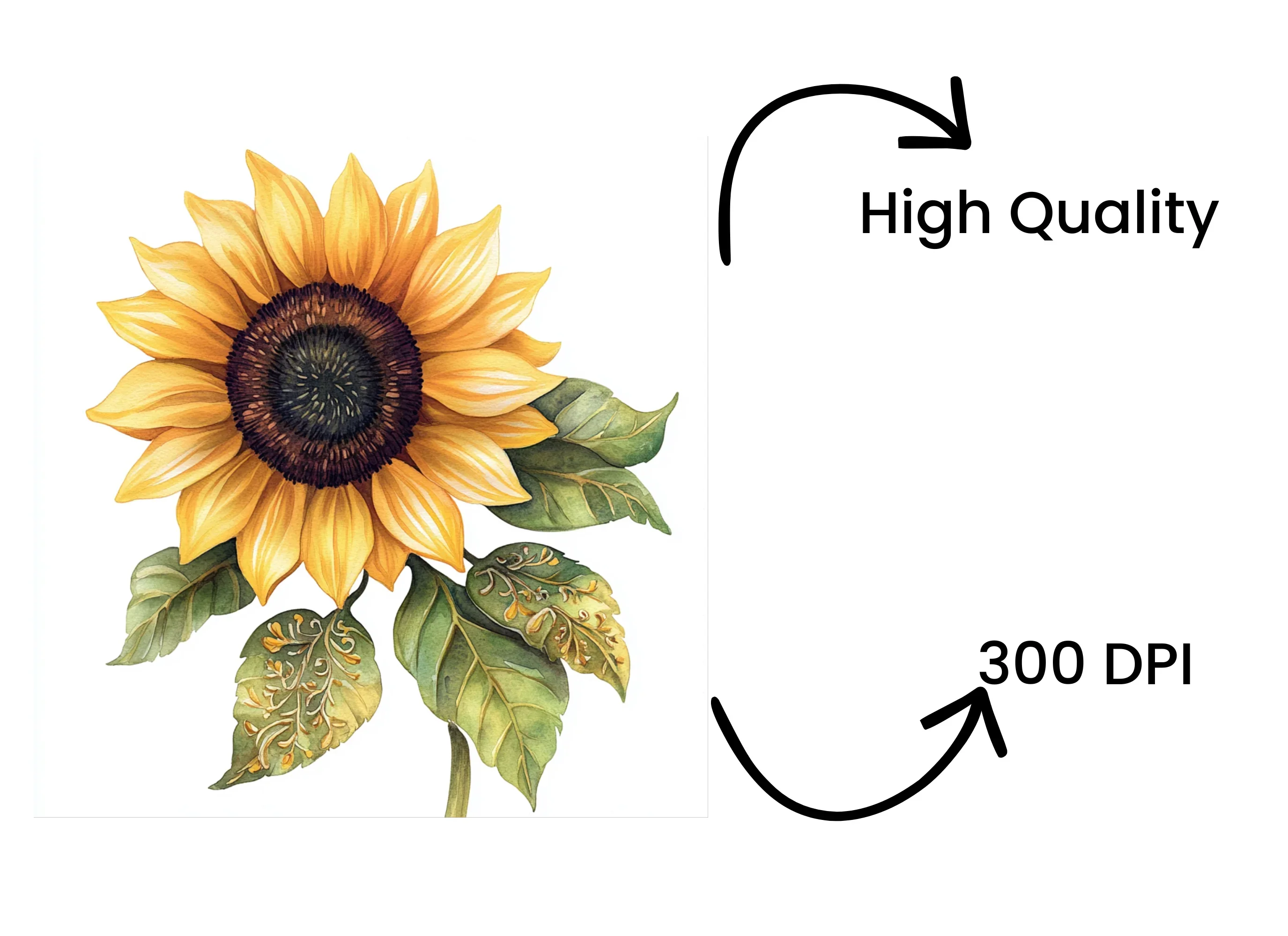Bright Sunflower Clipart Bundle - Image 4