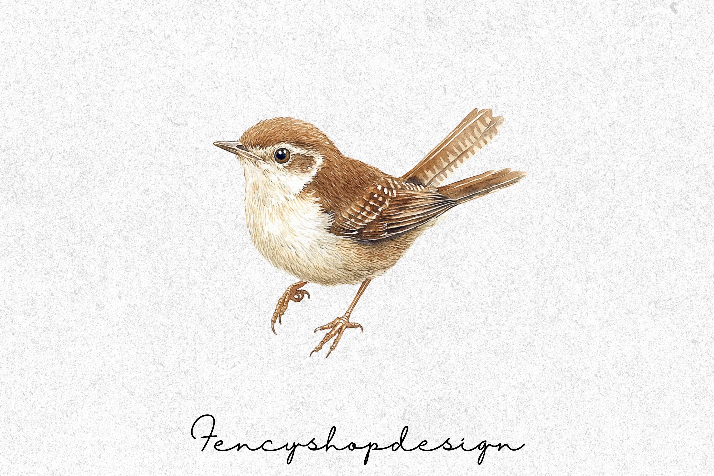 Brown Wren Bird Clipart Bundle - Image 3