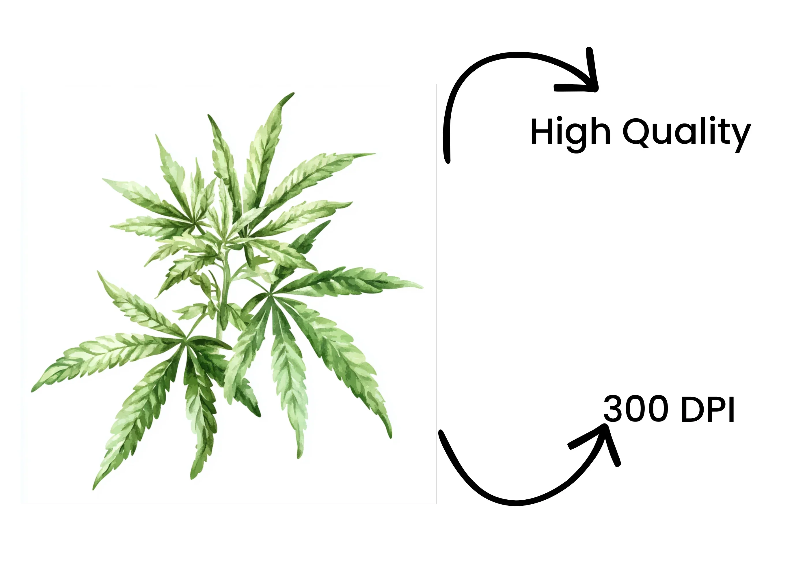Cannabis Leaves Clipart Bundle - Image 4