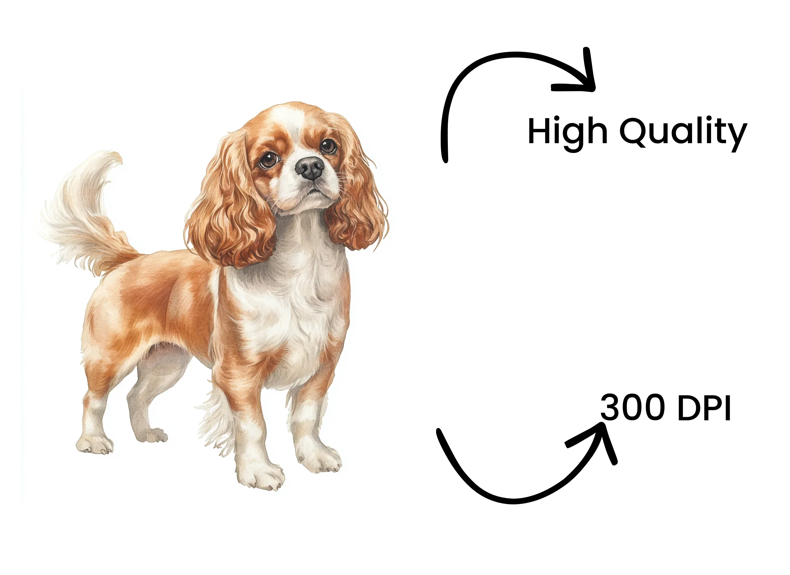 Cavalier King Charles Spaniel Clipart Bundle - Image 4