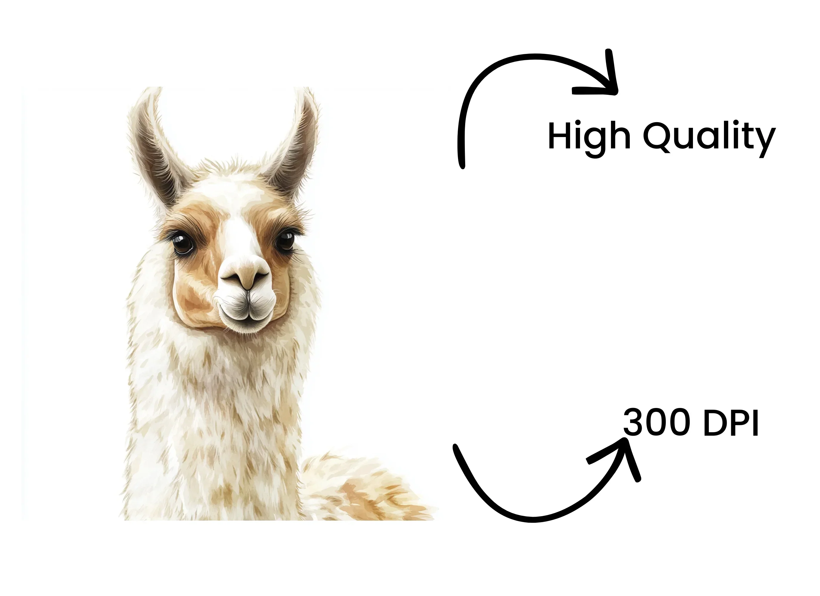 Charming Llama Portraits Clipart Bundle - Image 4