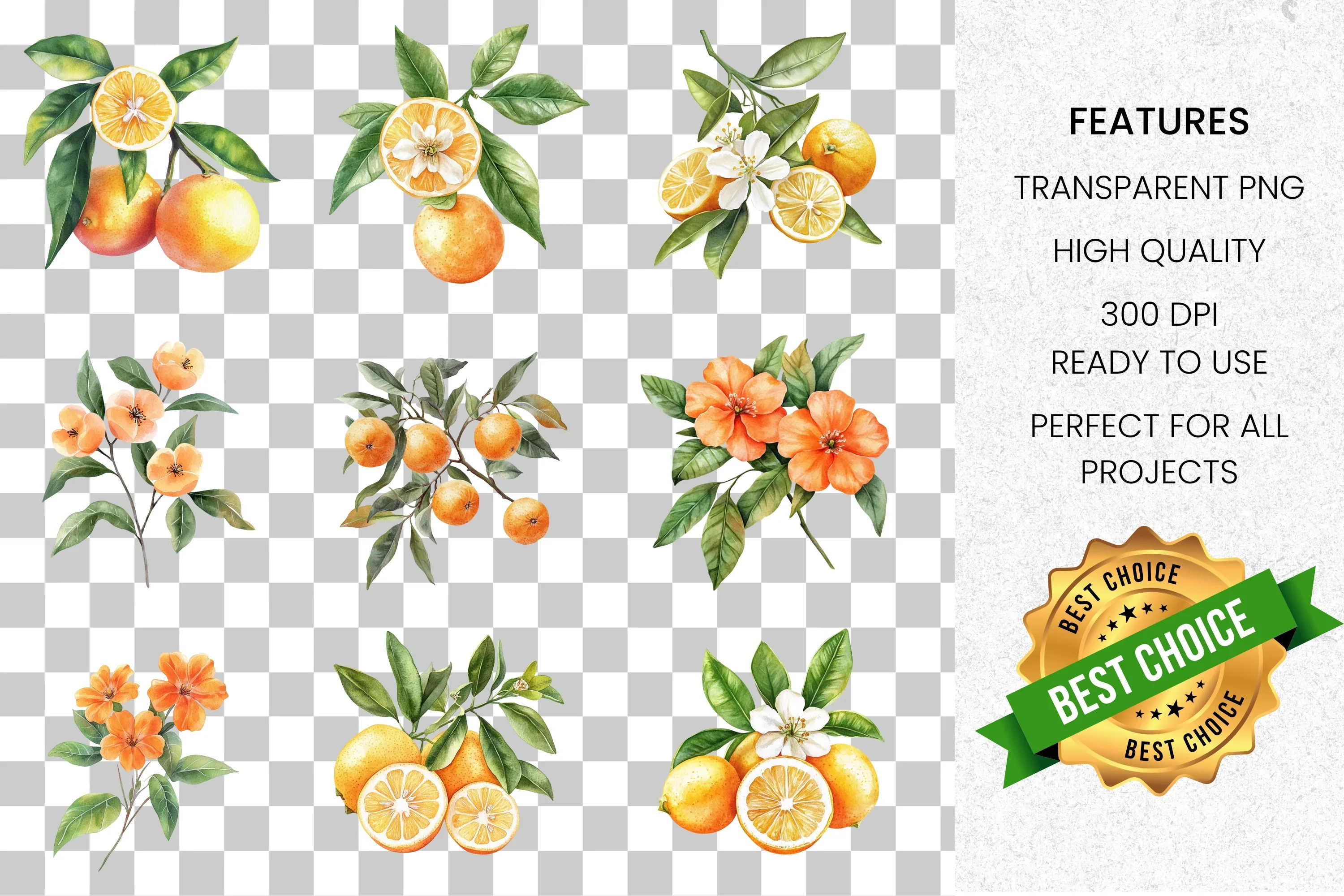 Citrus Fruits Blossoms Clipart Bundle - Image 2