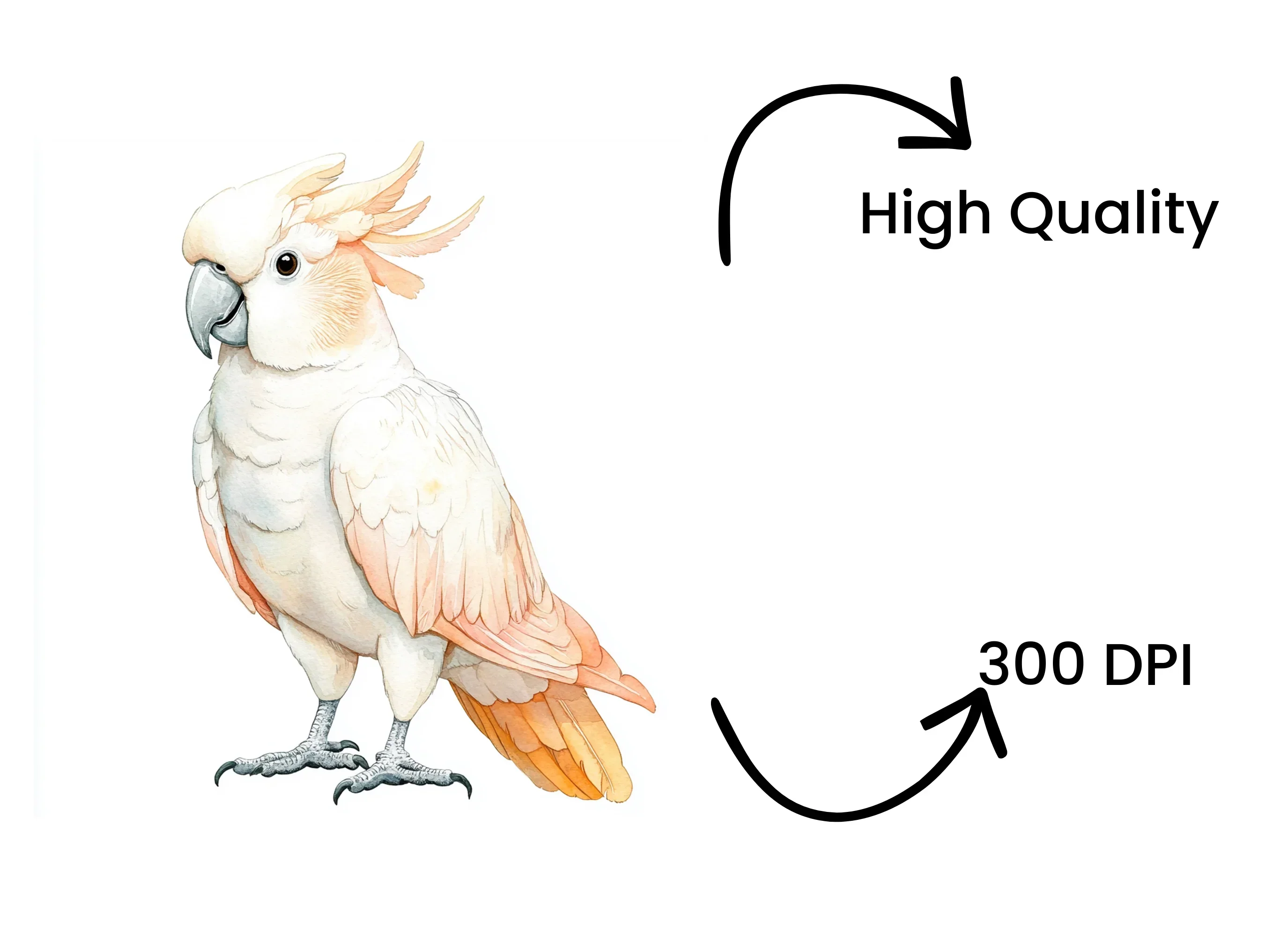 Cockatoo Clipart Bundle - Image 4