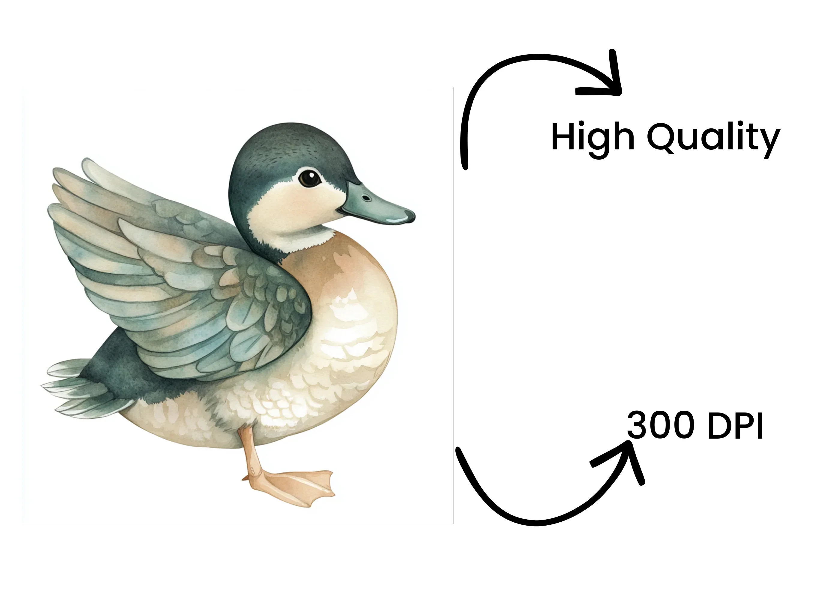 Cute Duck Clipart Bundle - Image 4