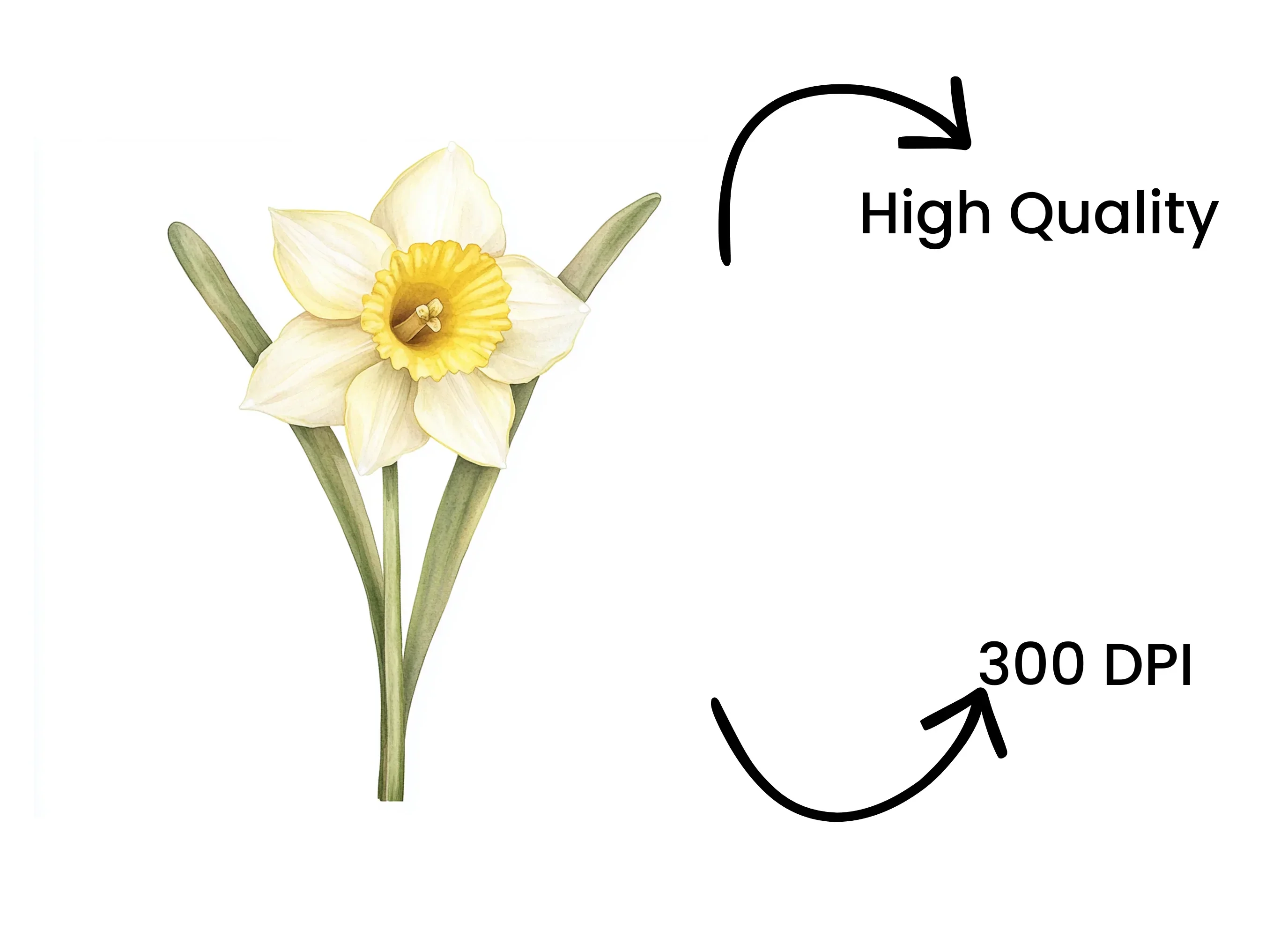 Daffodil Clipart Bundle - Image 4