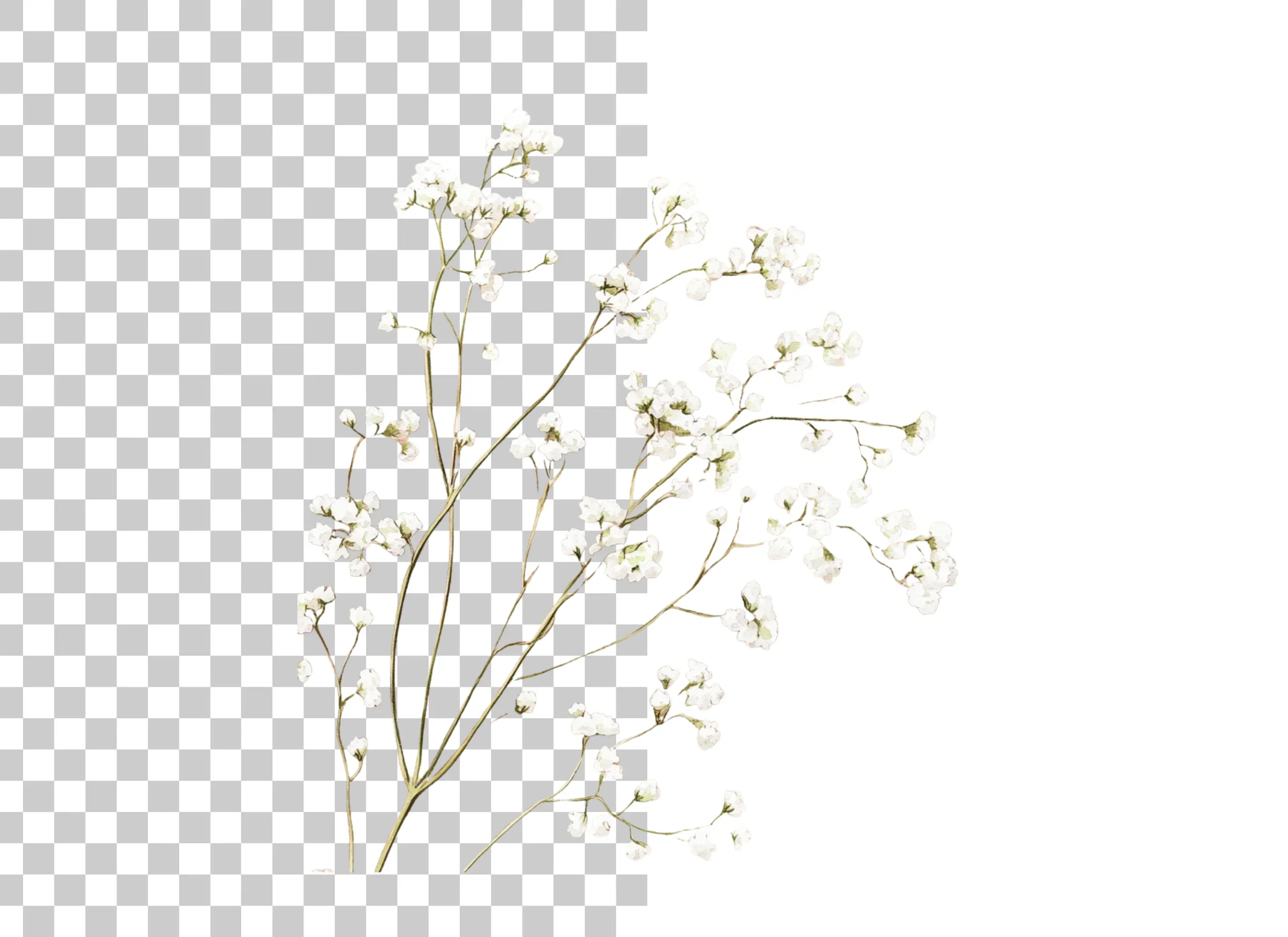 Delicate Baby Breath Clipart Bundle - Image 6