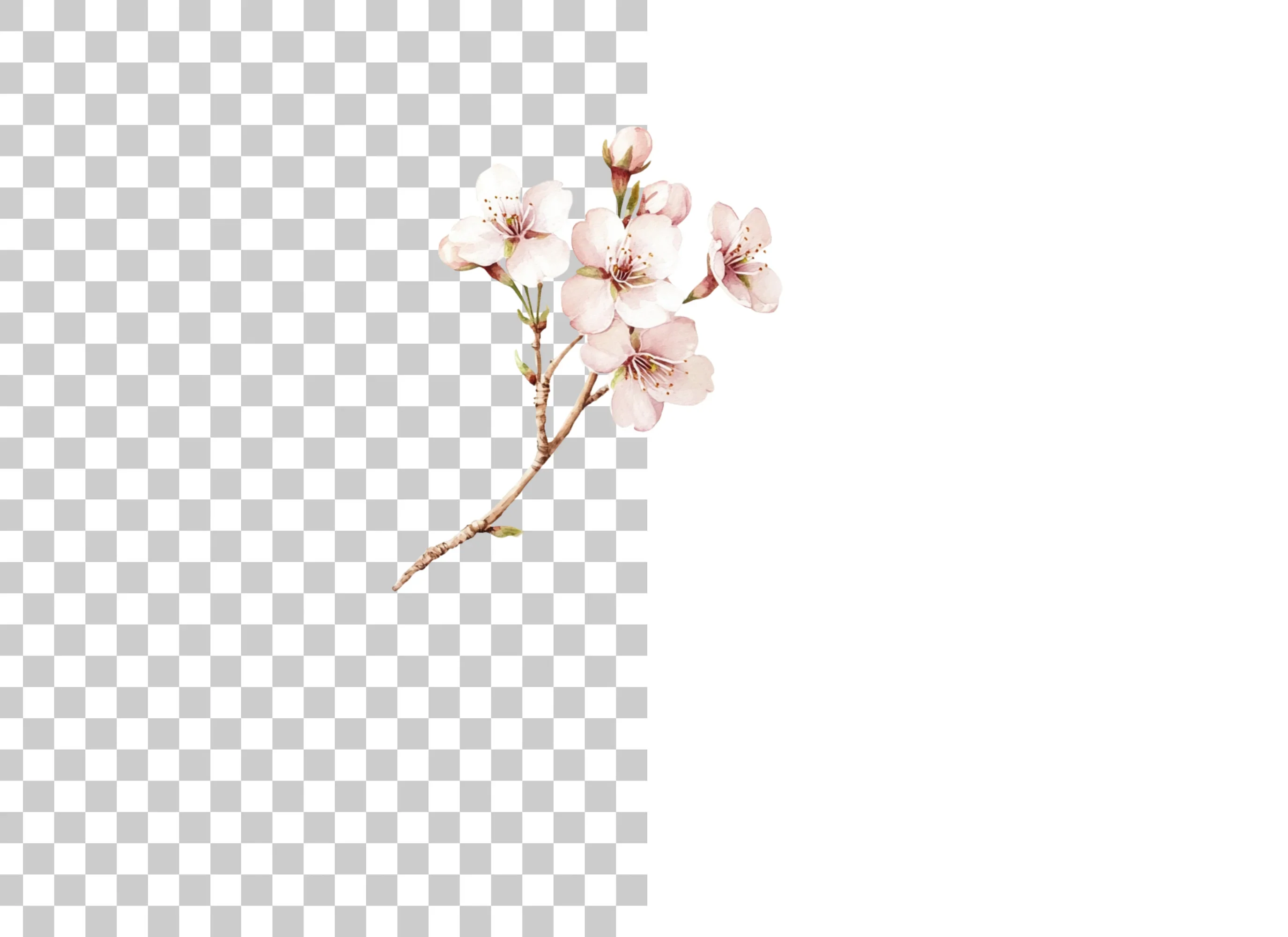 Delicate Cherry Blossom Clipart Bundle - Image 2