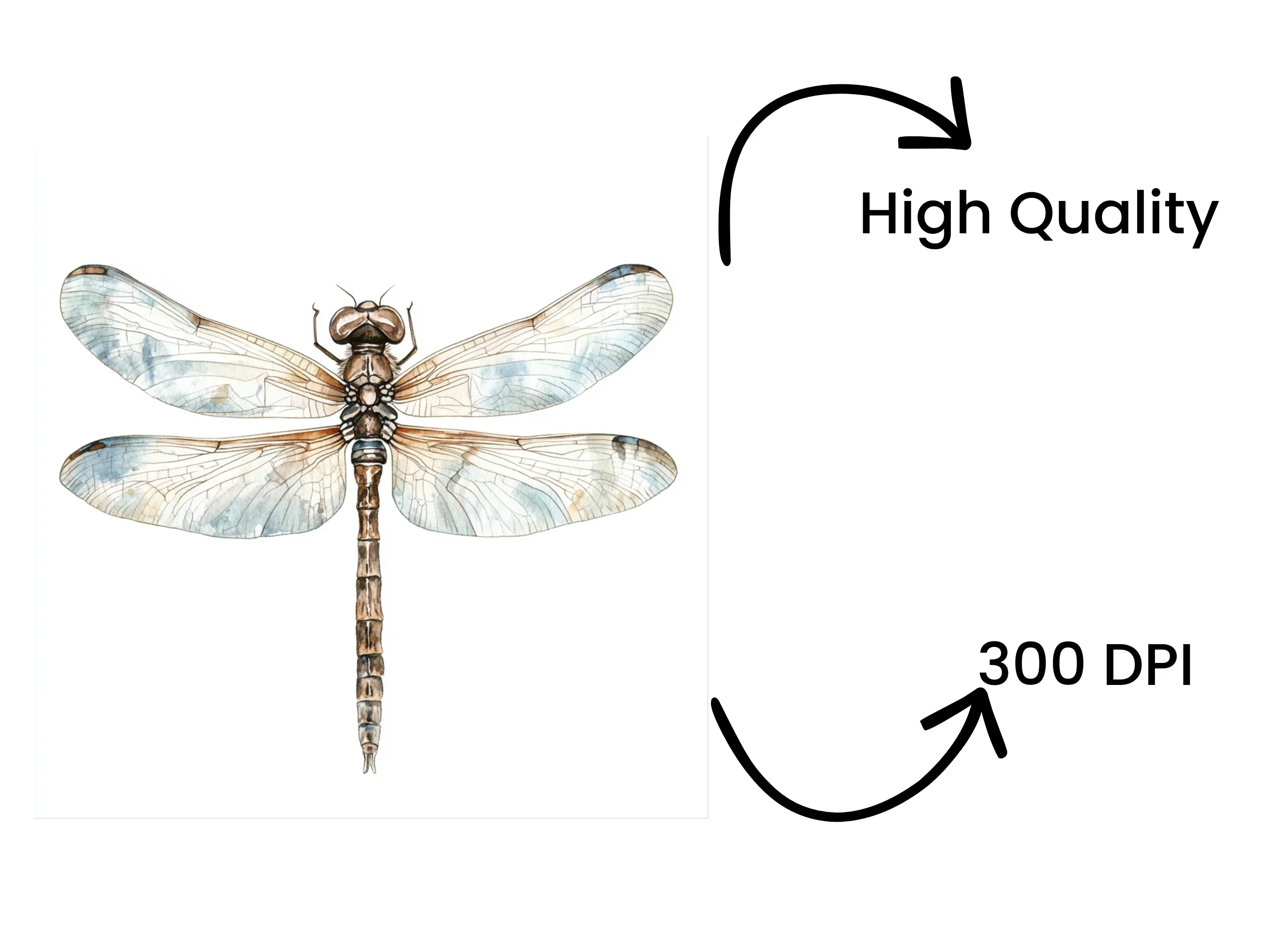 Delicate Dragonfly Clipart Bundle - Image 4