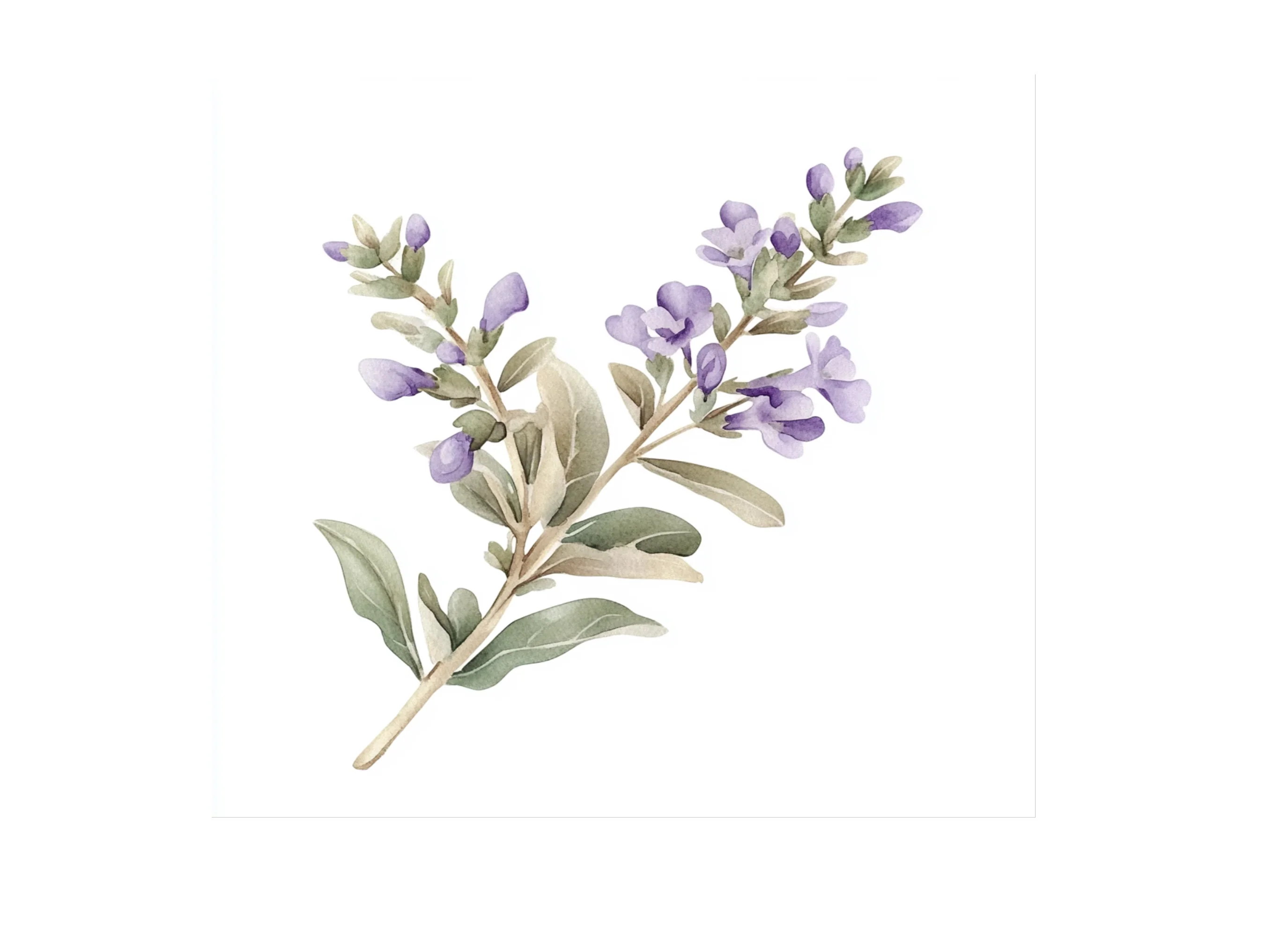 Delicate Lavender Sprig Clipart Bundle - Image 2