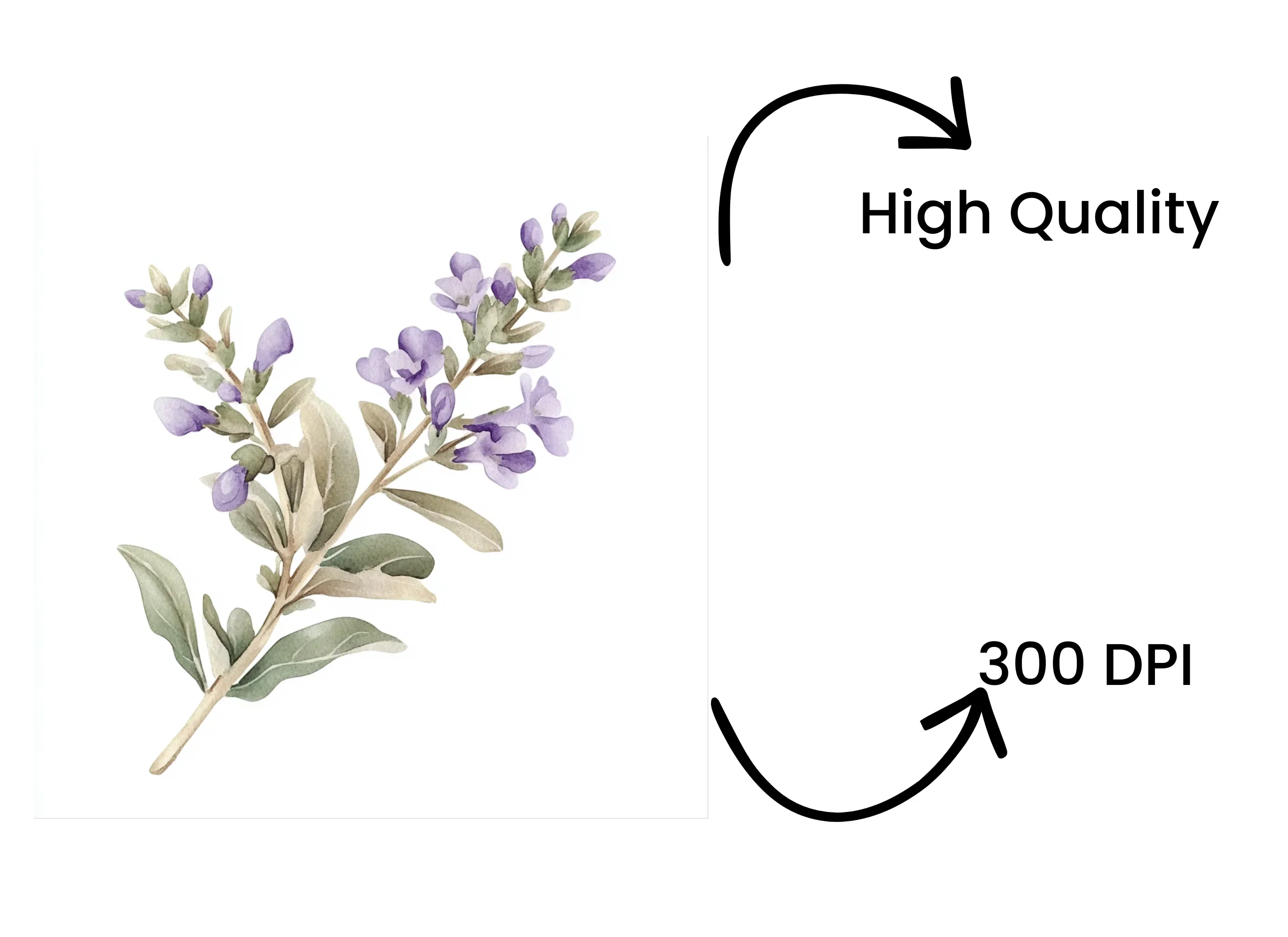 Delicate Lavender Sprig Clipart Bundle - Image 4