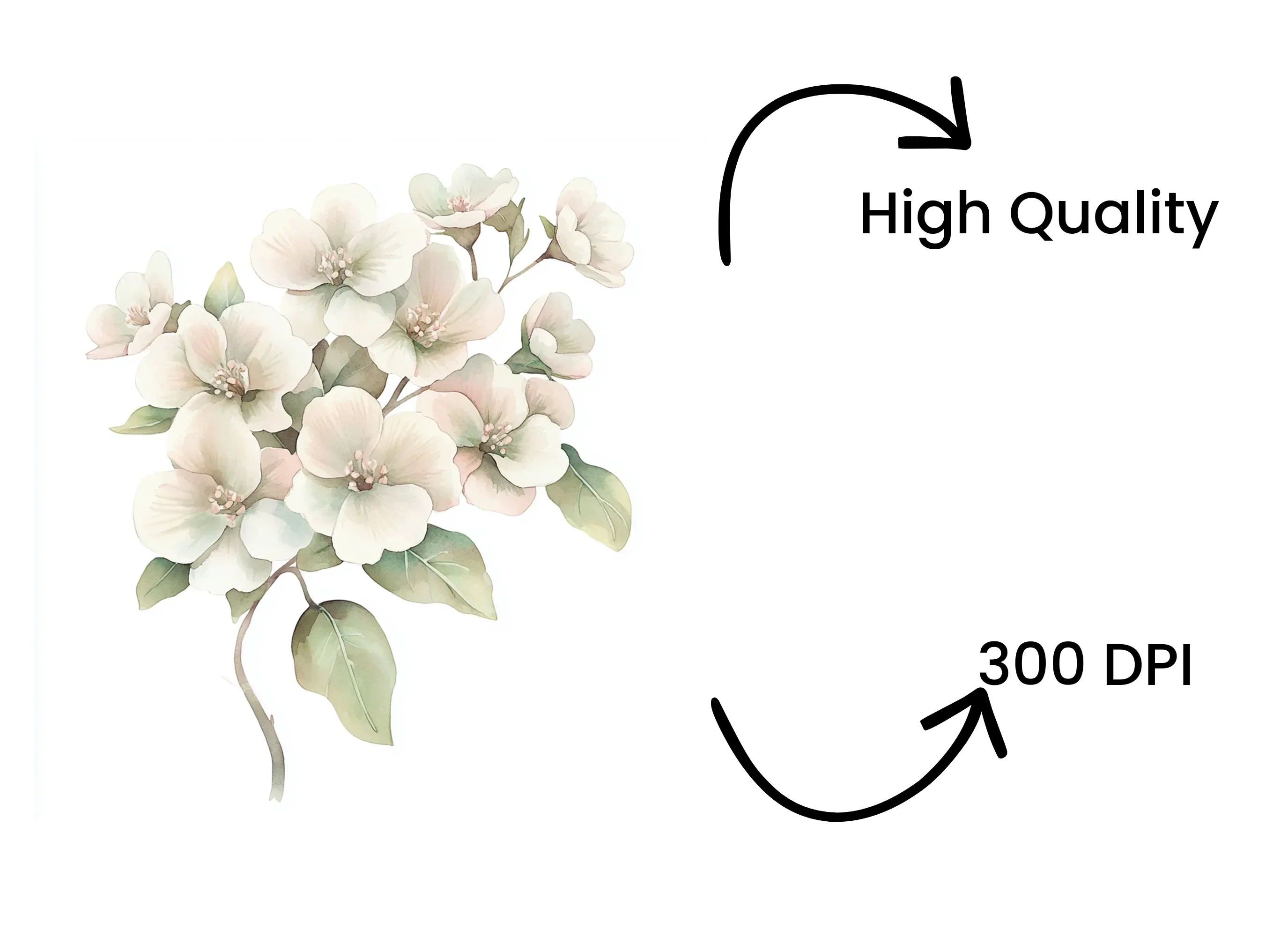 Delicate White Cherry Blossom Clipart Bundle - Image 4