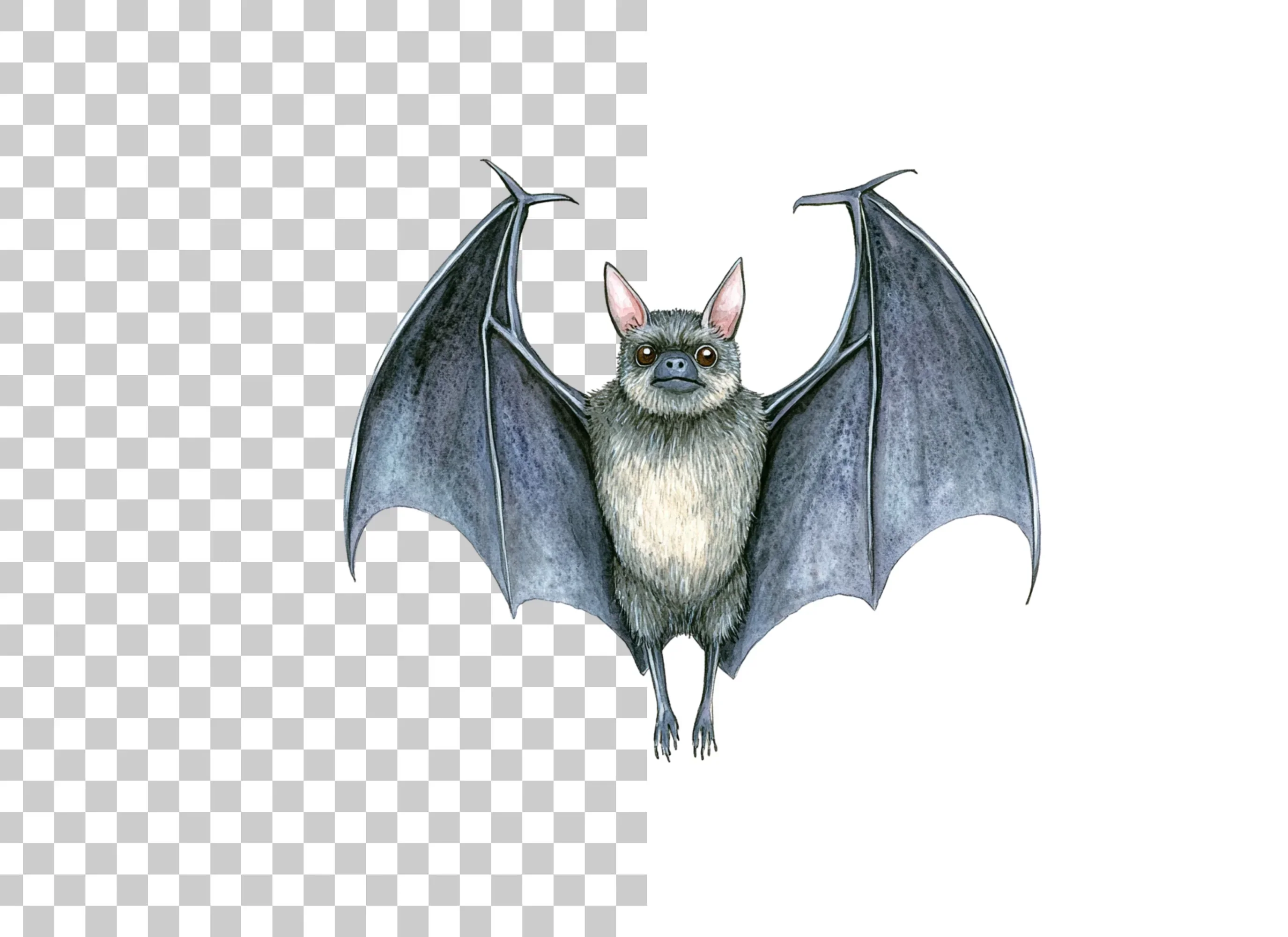 Detailed Bat Front View Clipart Bundle - Image 6