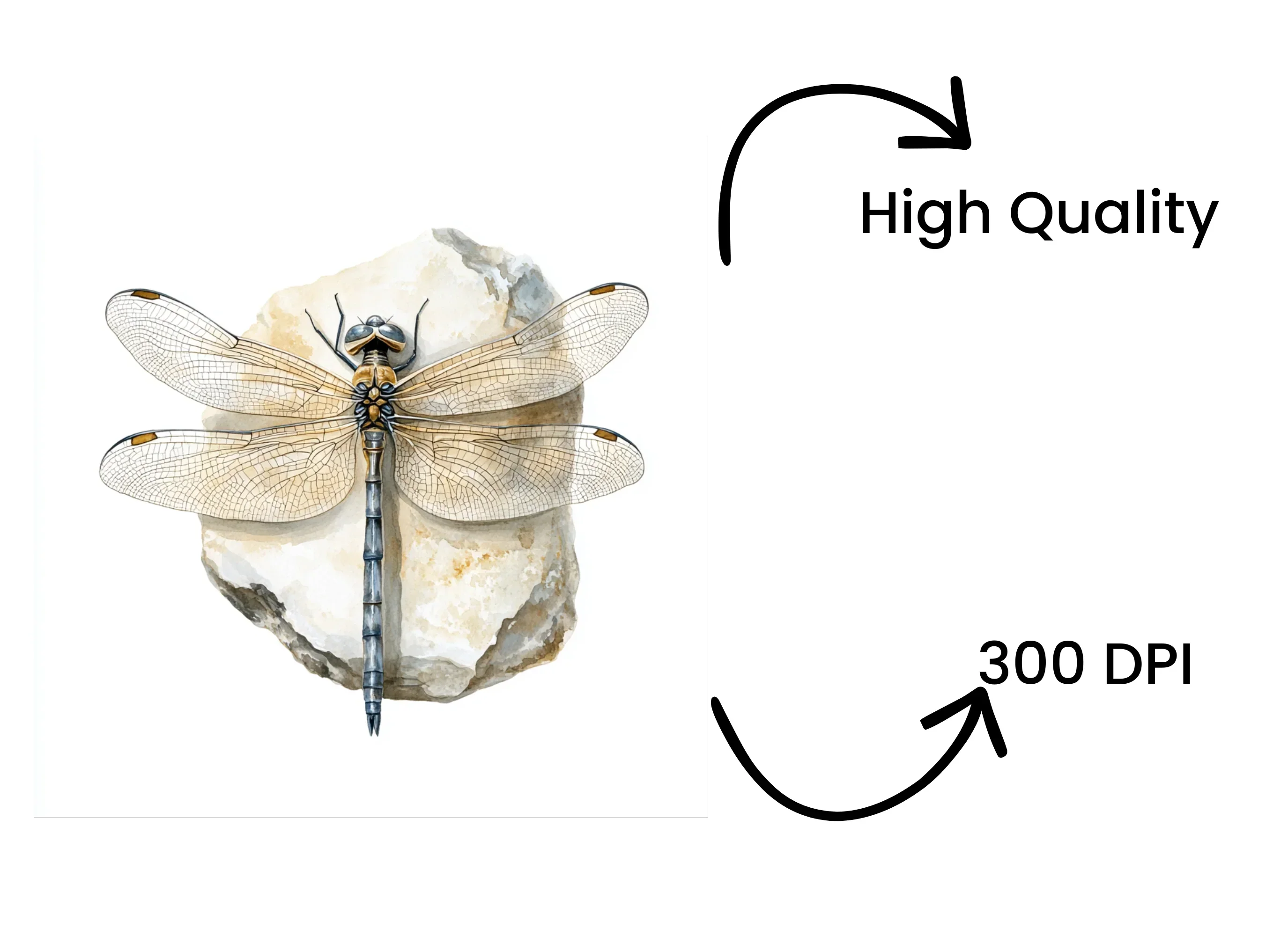 Dragonfly on Stone Clipart Bundle - Image 4