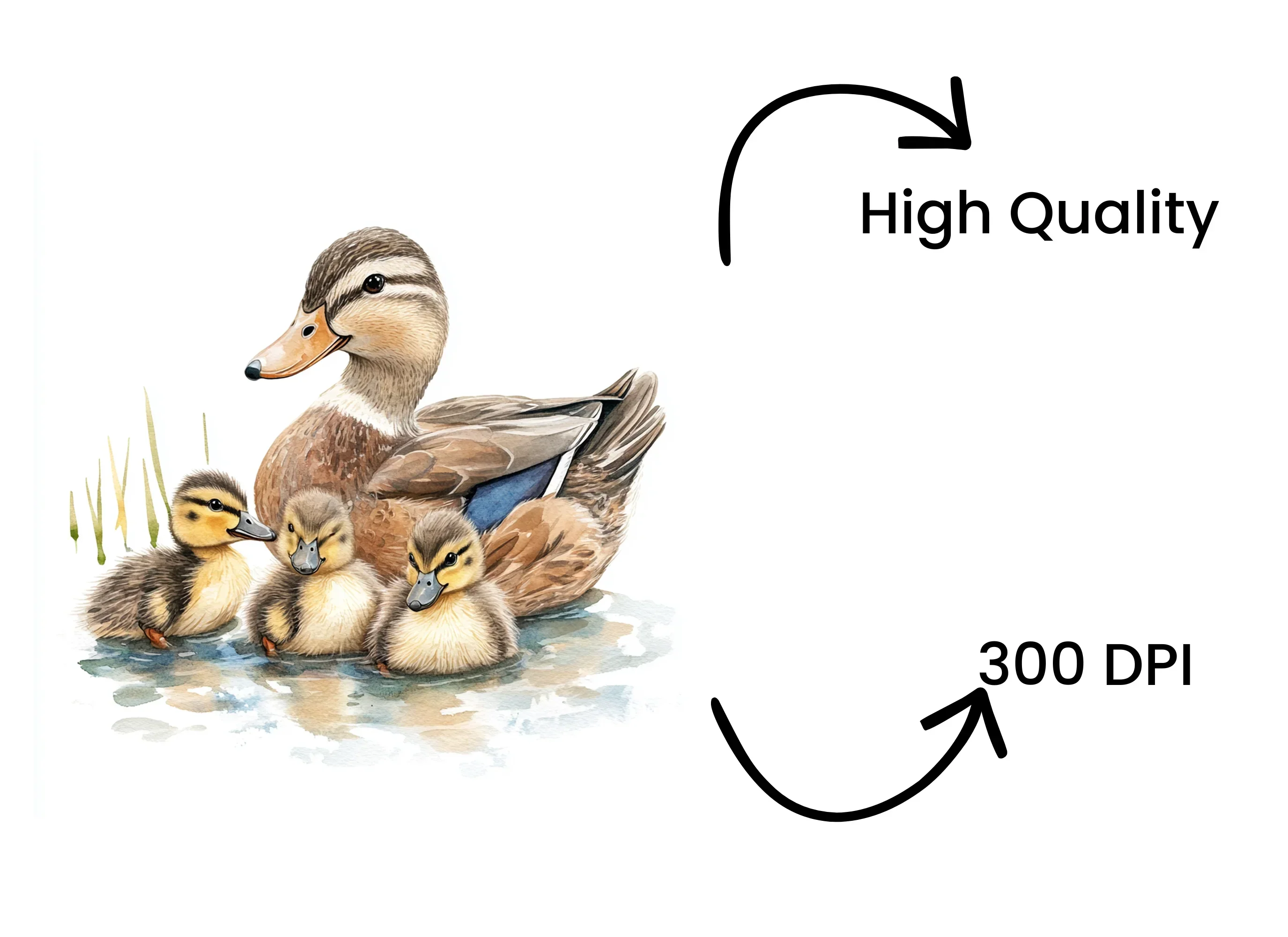 Duck and Duckling Clipart Bundle - Image 4