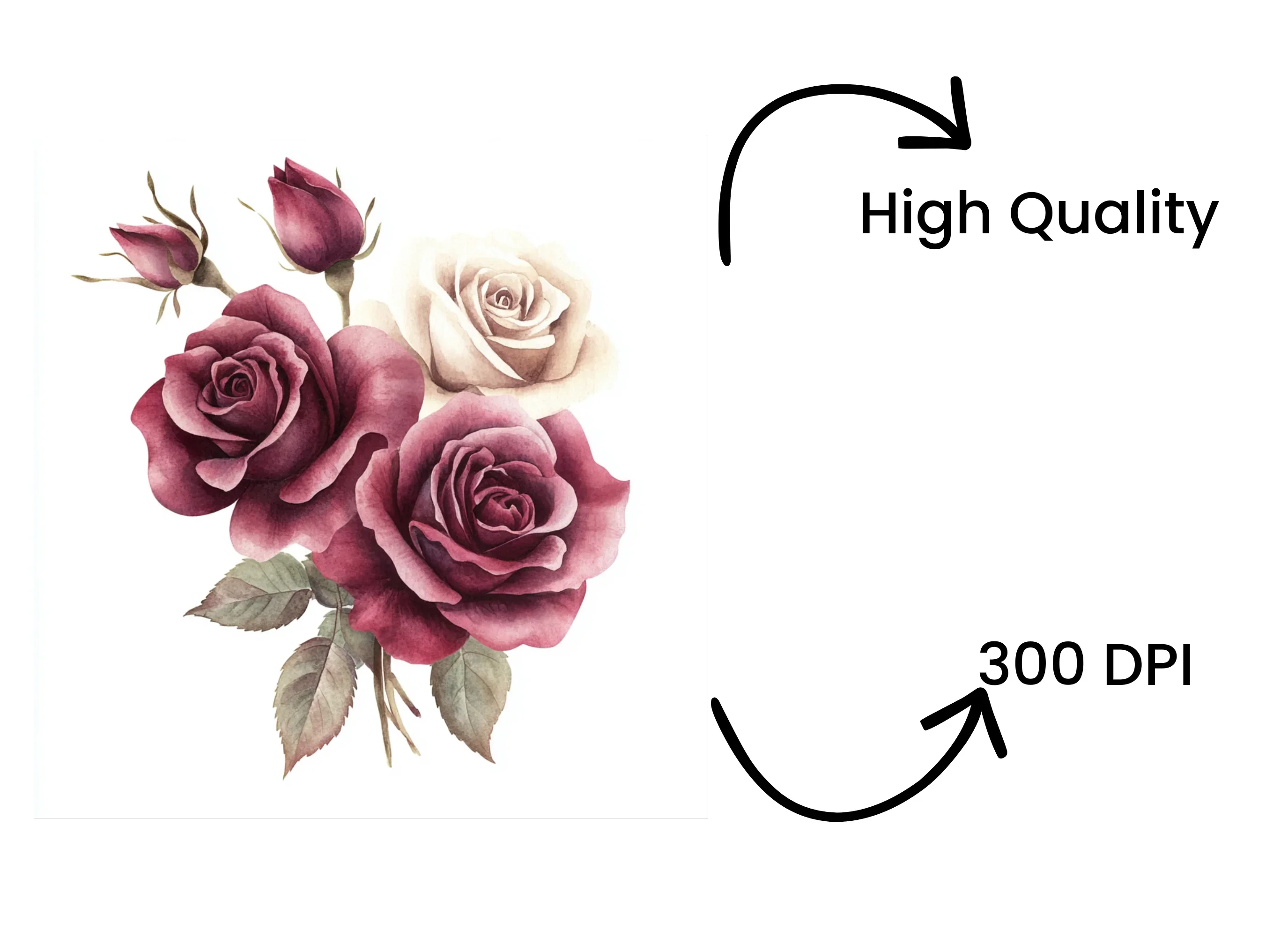 Elegant Burgundy Cream Rose Clipart Bundle - Image 4