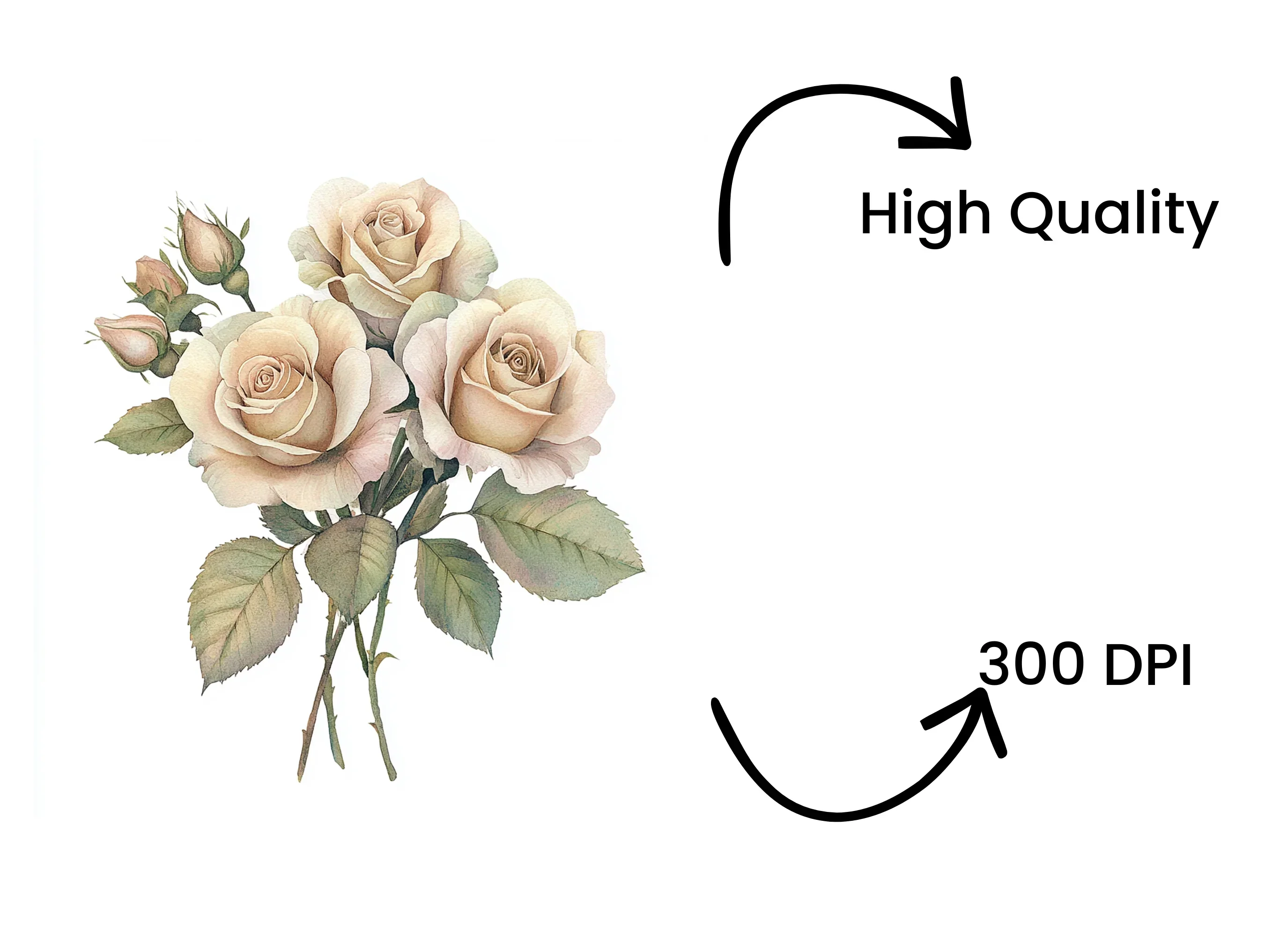 Elegant Cream Roses Clipart Bundle - Image 4