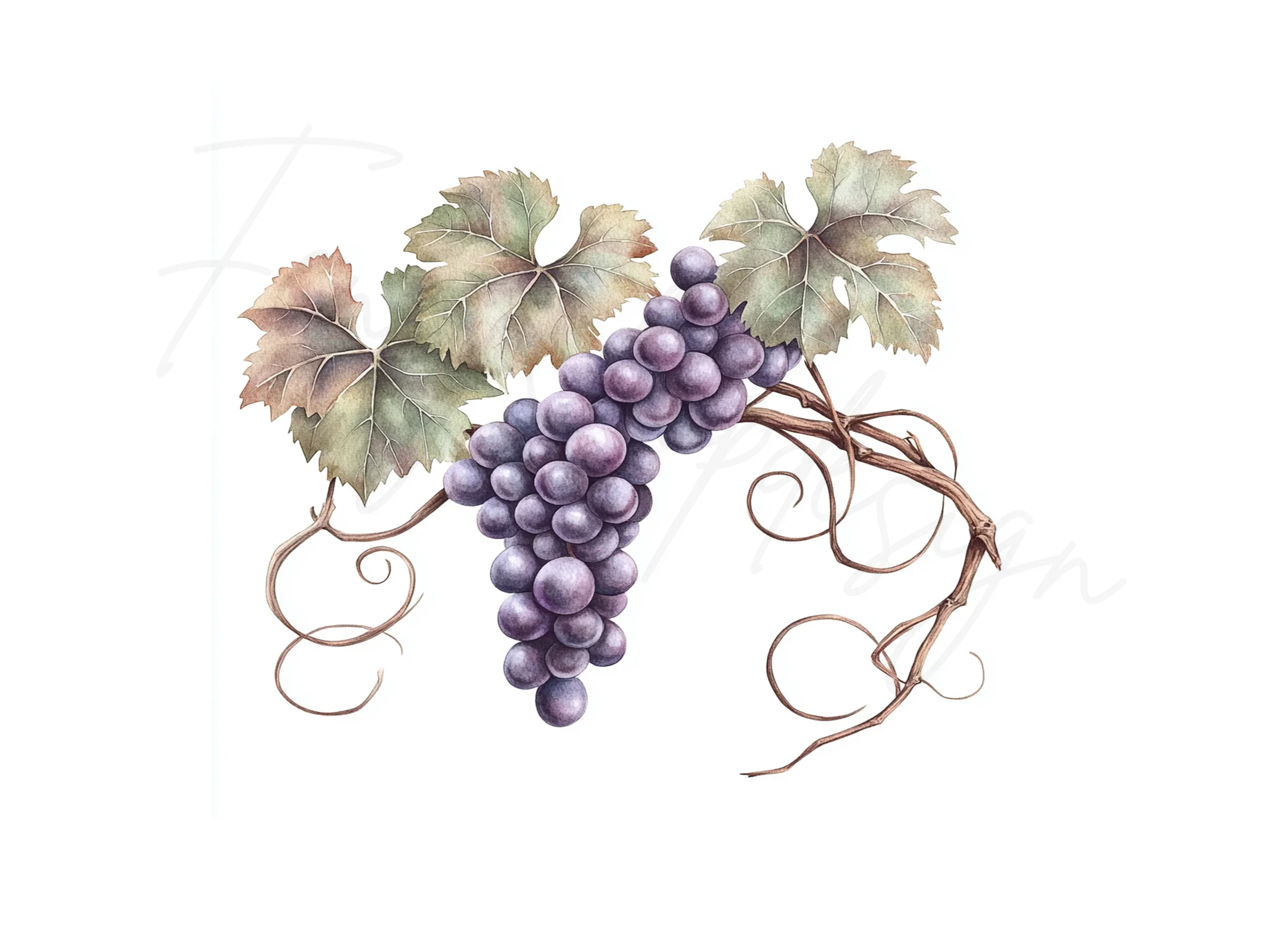 Elegant Grape Cluster Clipart Bundle - Image 3