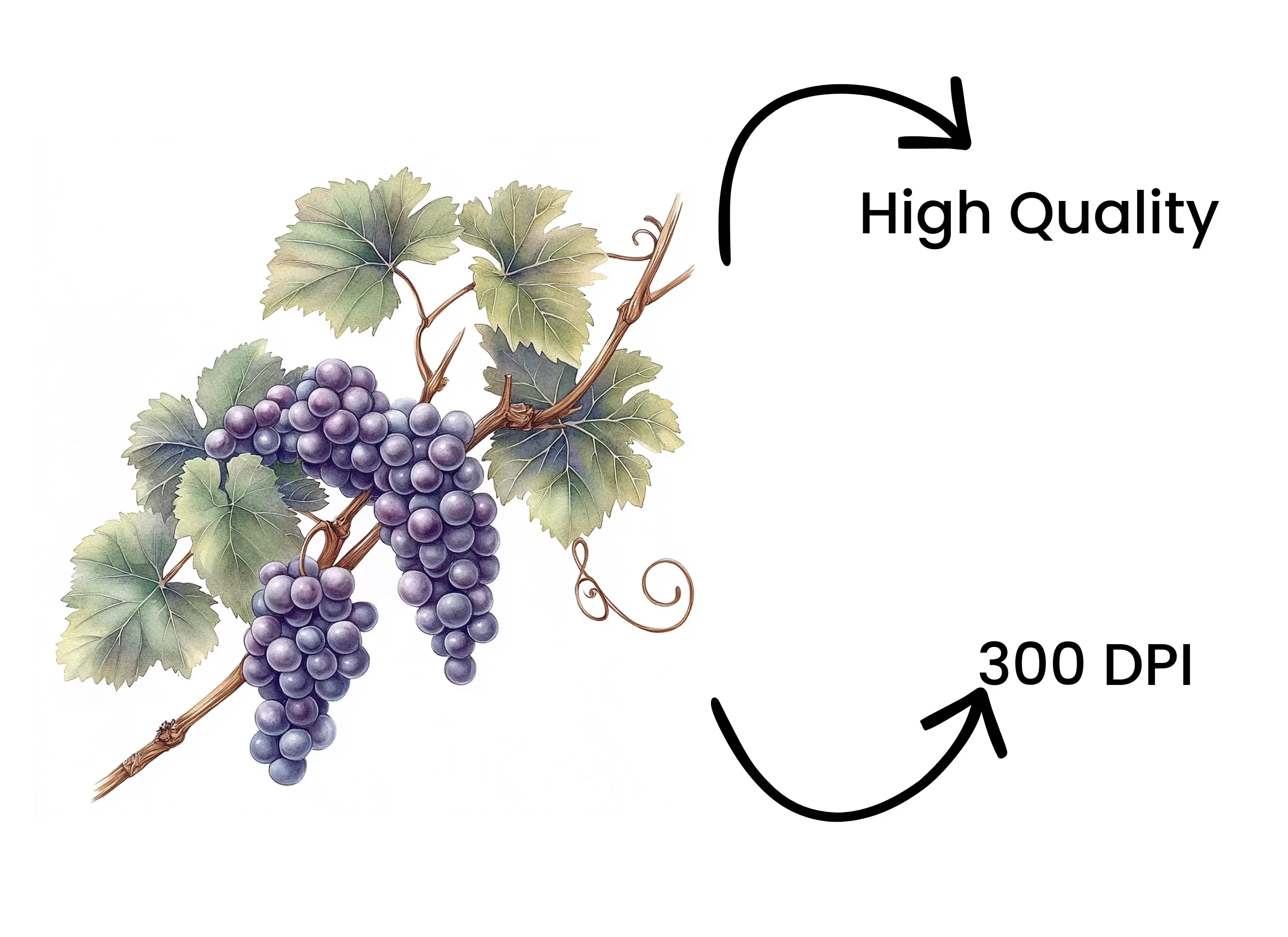Elegant Grape Cluster Clipart Bundle - Image 4