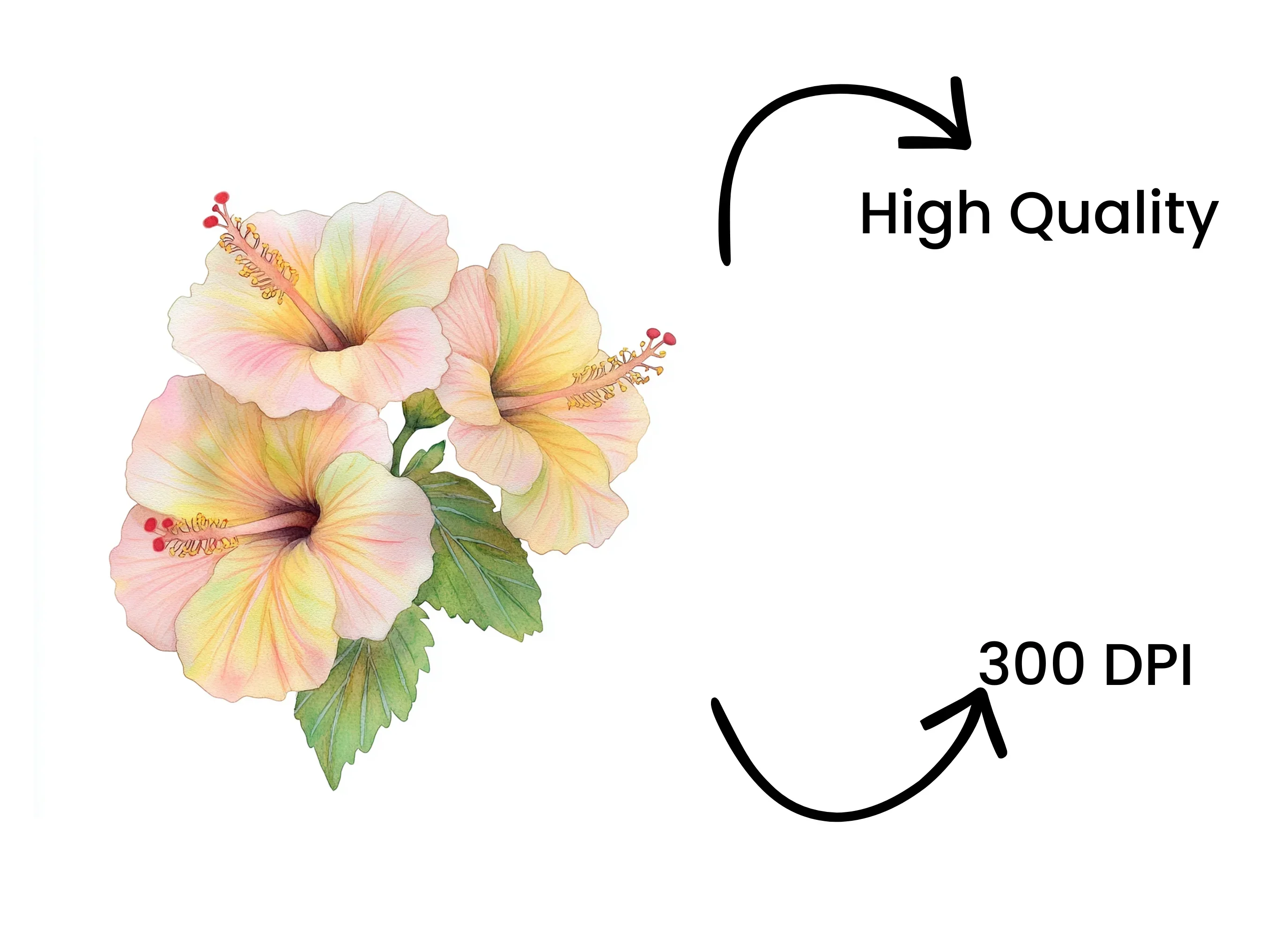 Elegant Hibiscus Flower Clipart Bundle - Image 4