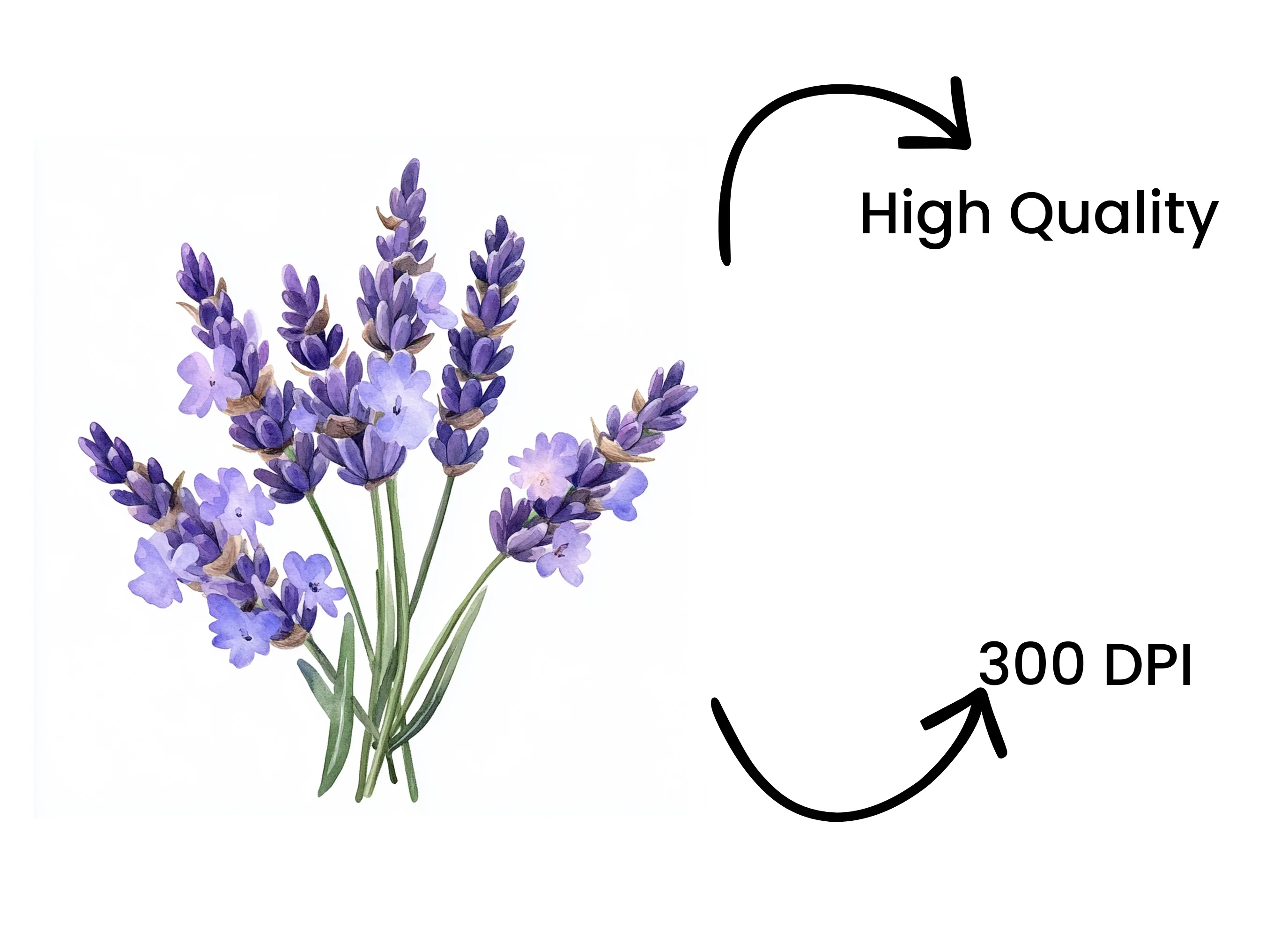 Elegant Lavender Graphics Clipart Bundle - Image 4