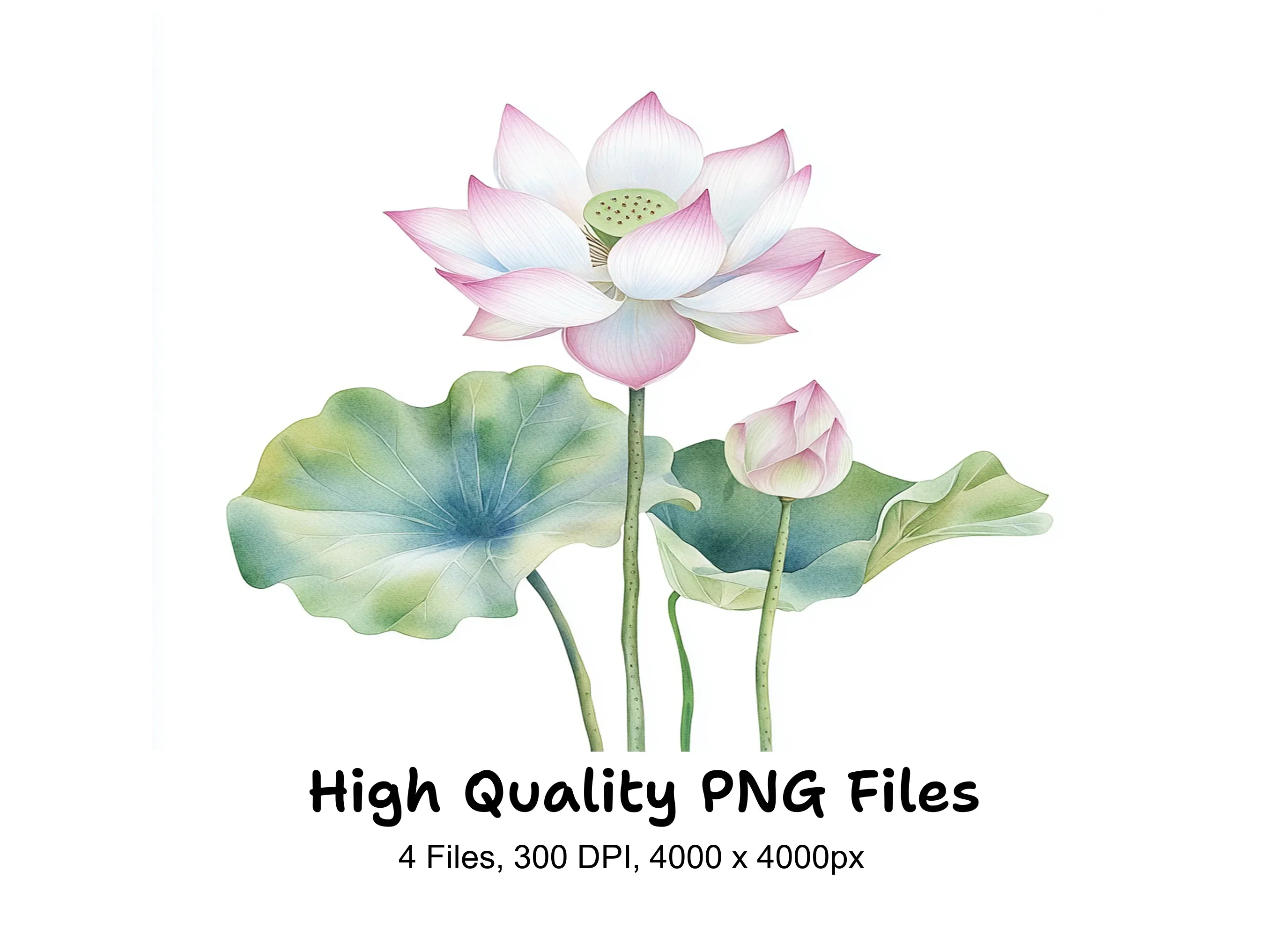 Elegant Lotus Flower Clipart Bundle