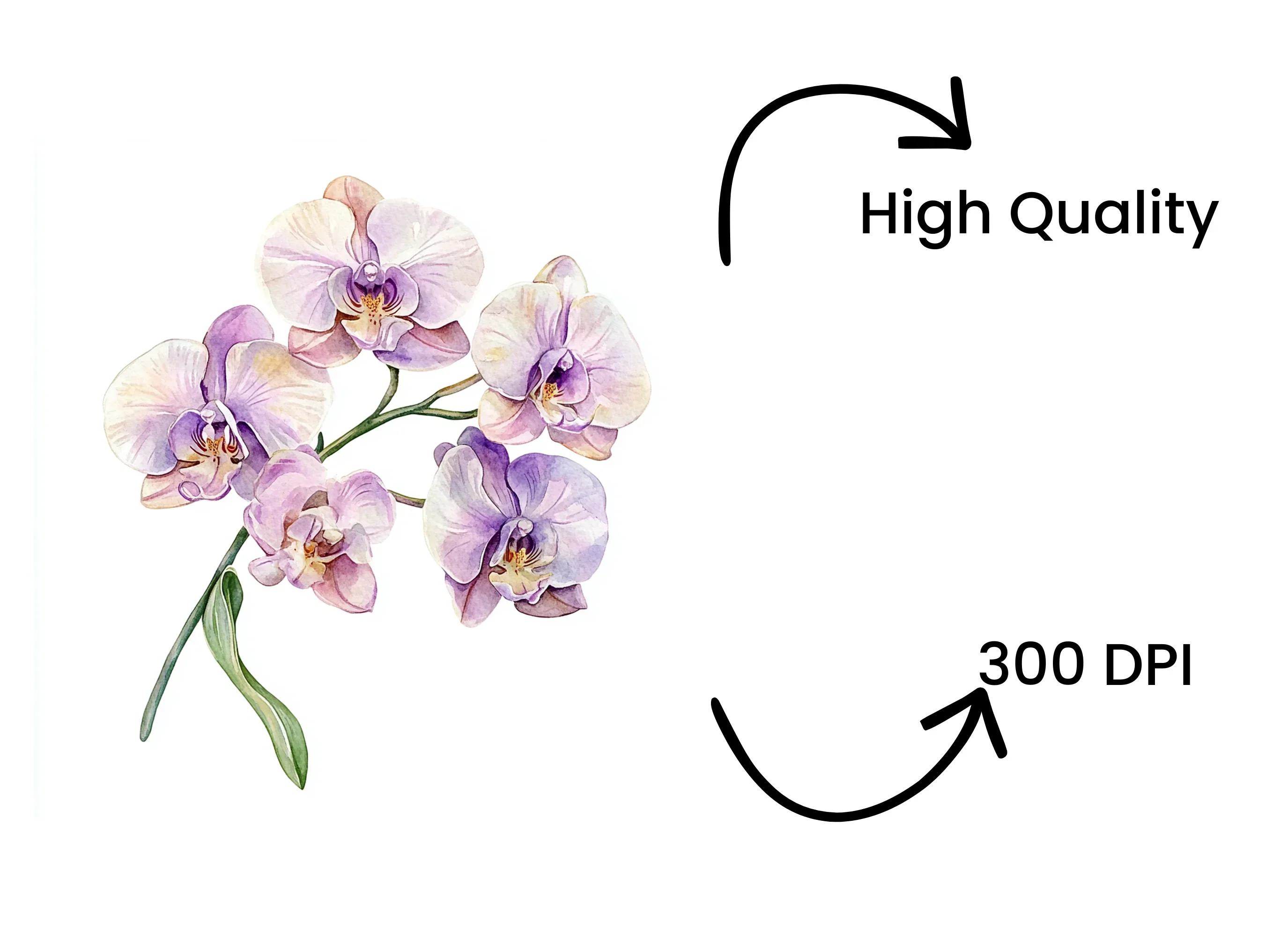 Elegant Orchid Clipart Bundle - Image 4