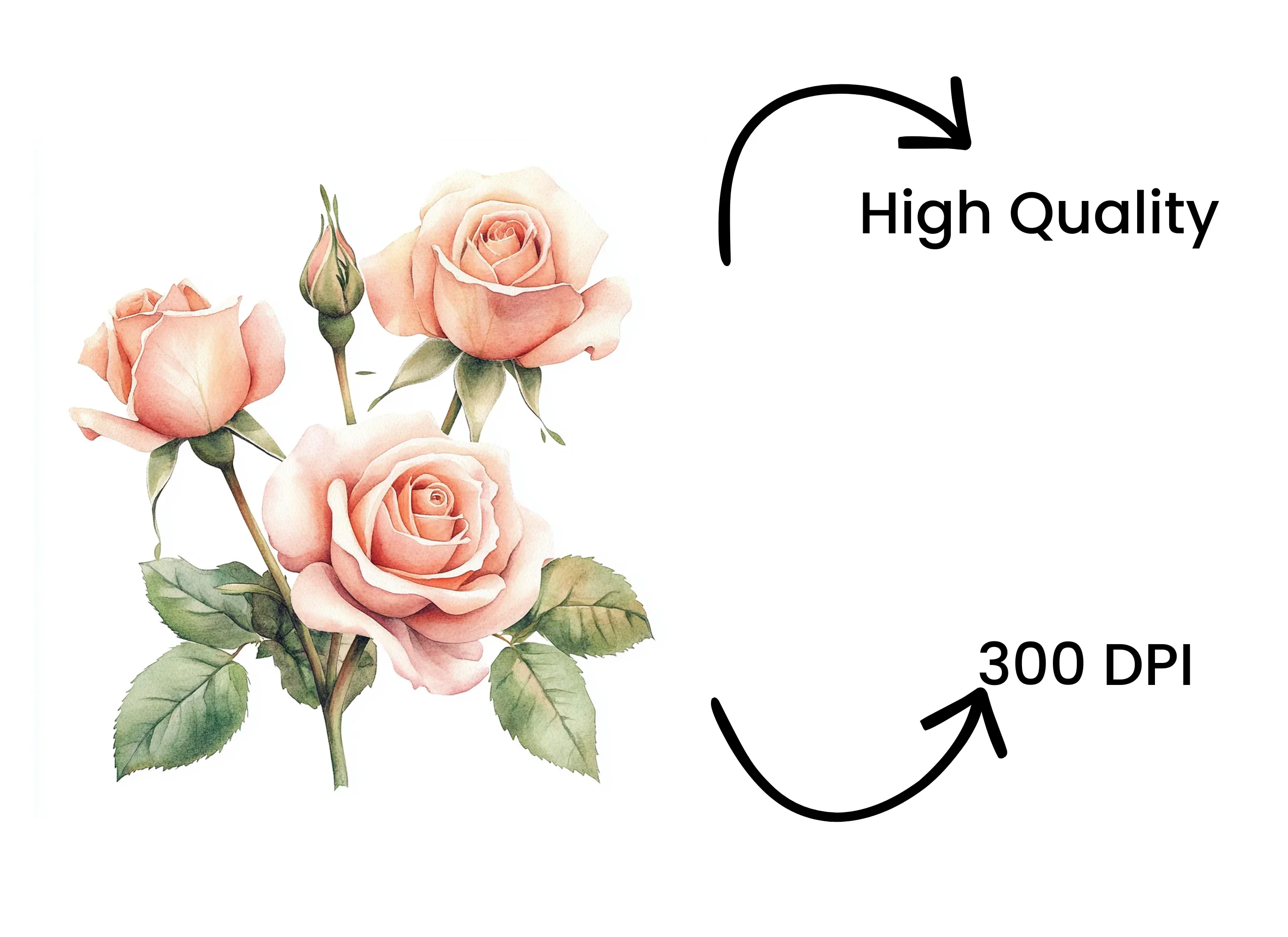 Elegant Peach Rose Clipart Bundle - Image 4