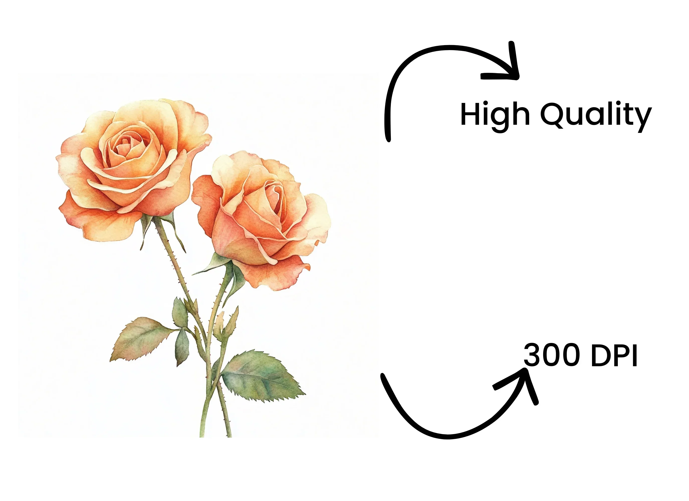 Elegant Peach Rose Clipart Bundle - Image 4