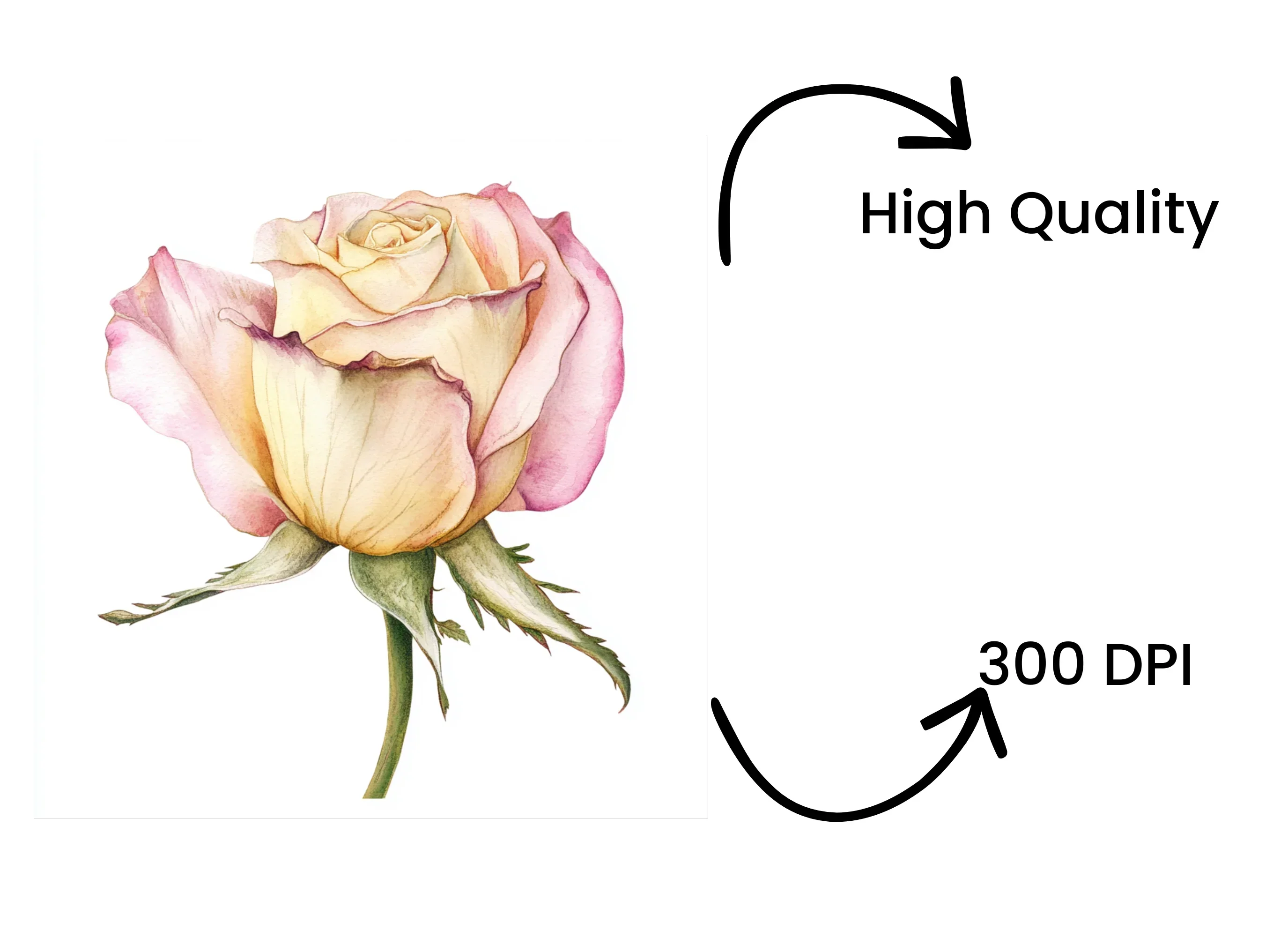 Elegant Peach Rose Clipart Bundle - Image 4